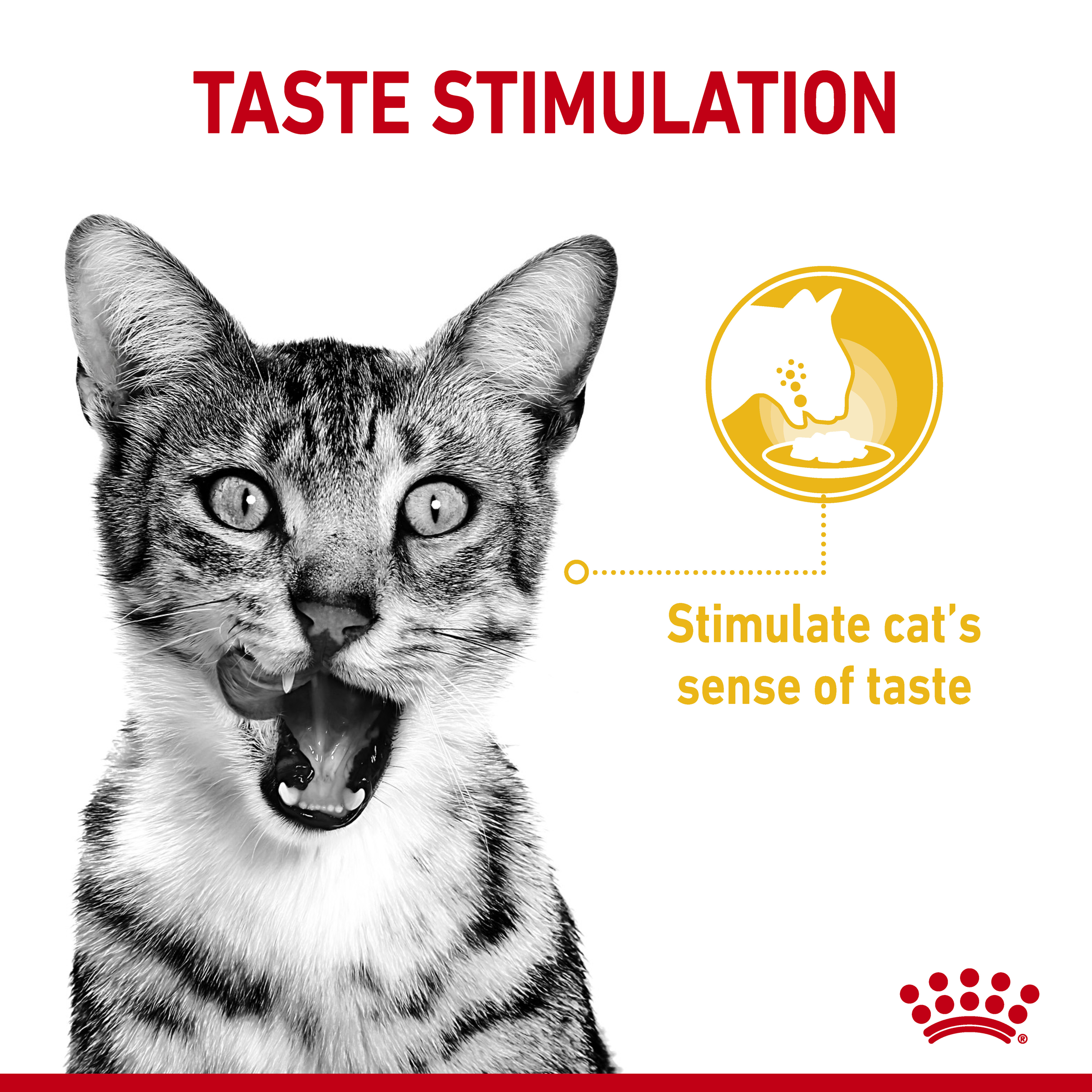 Royal Canin Wet Cat Food Sensory Taste Gravy product detail 2