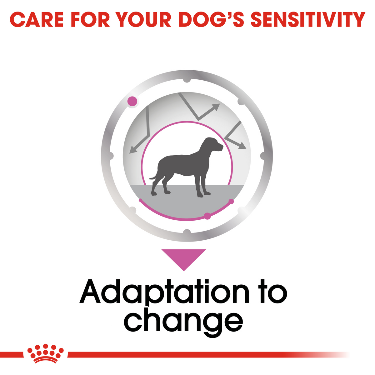 Royal Canin Relax Care adaptation to change graphic for dogs facing stress