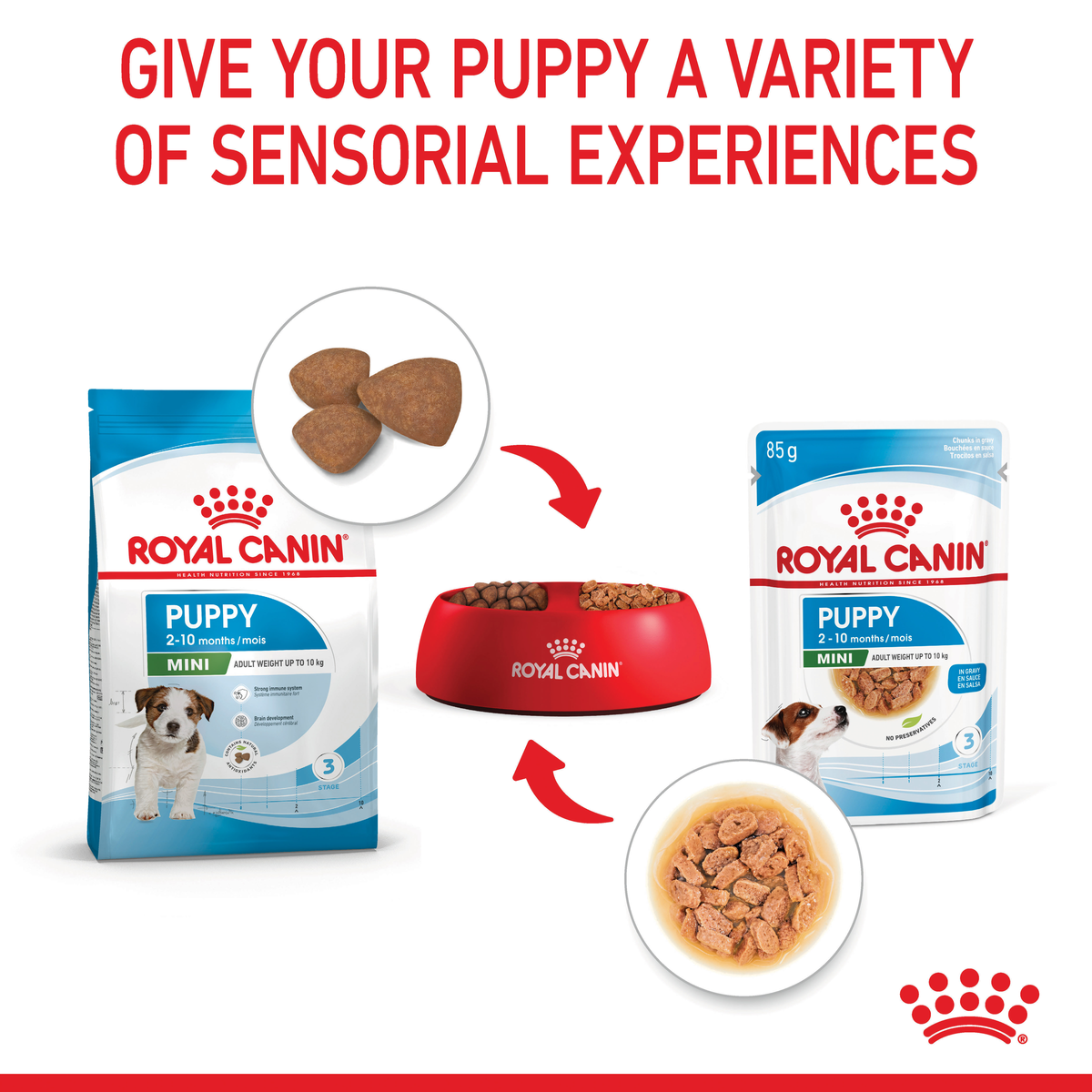 Royal Canin Mini Puppy dry and wet food in a bowl for a variety of sensory experiences