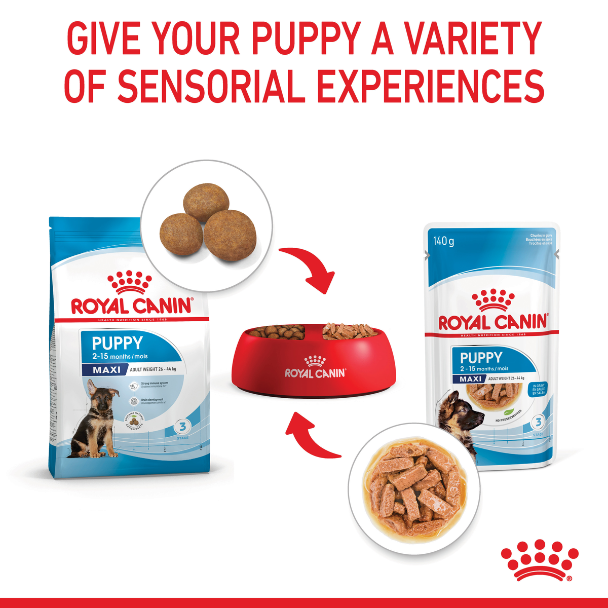 Royal Canin Maxi Puppy dry and wet food in a bowl for a variety of sensory experiences