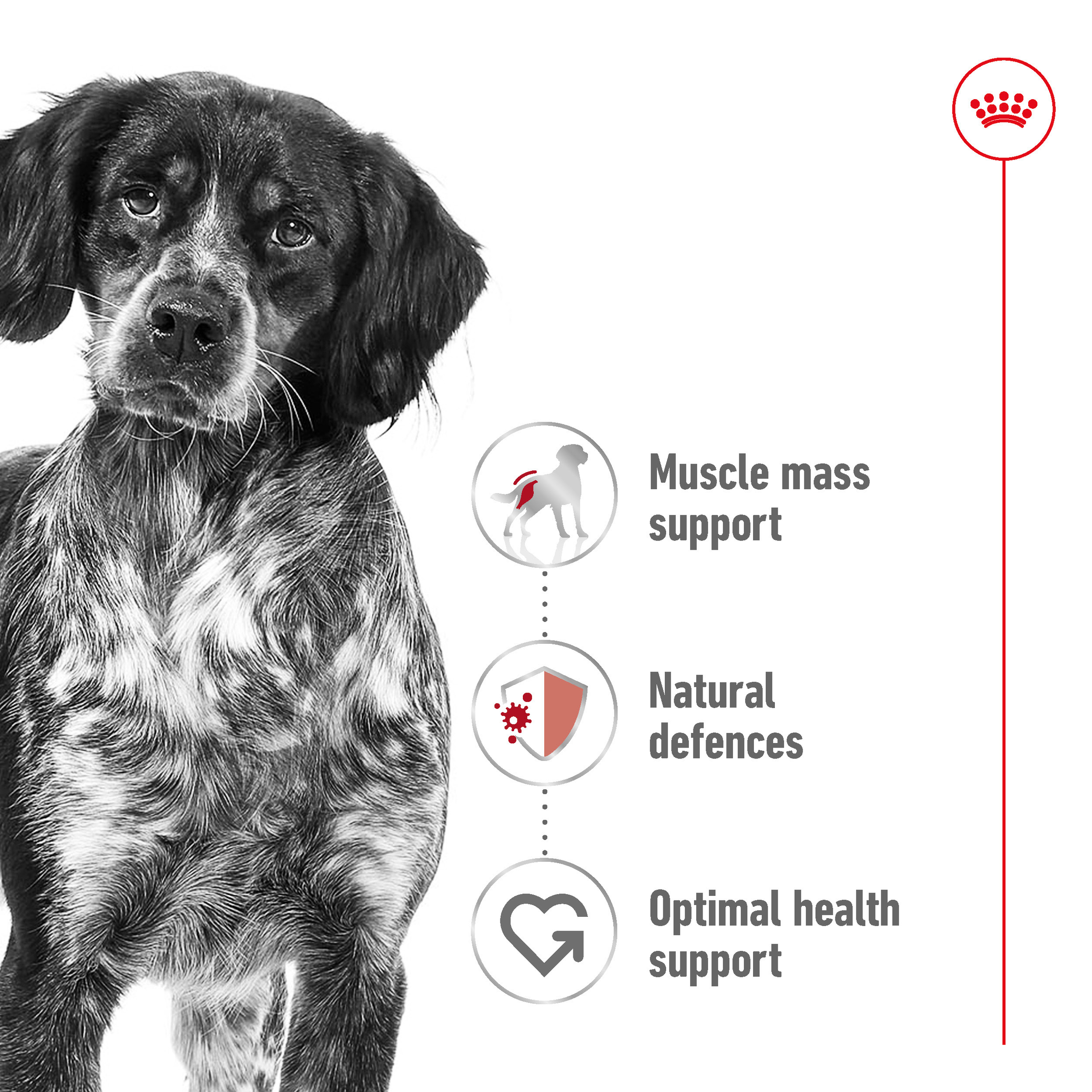 Royal Canin Medium Adult 140gx10 Pouches product detail 3