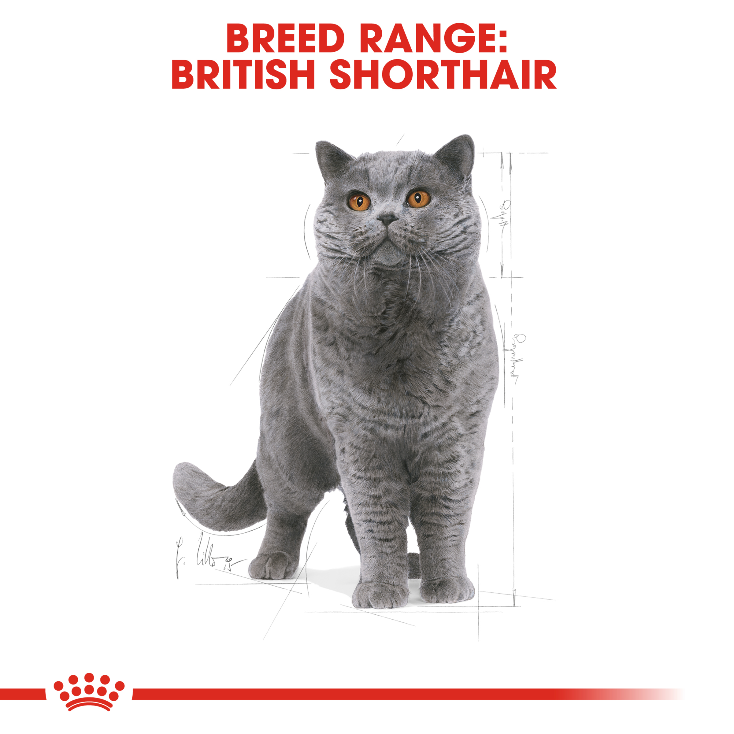 Royal Canin British Shorthair Adult, dry cat food, 400g to 10kg bags, adult cat