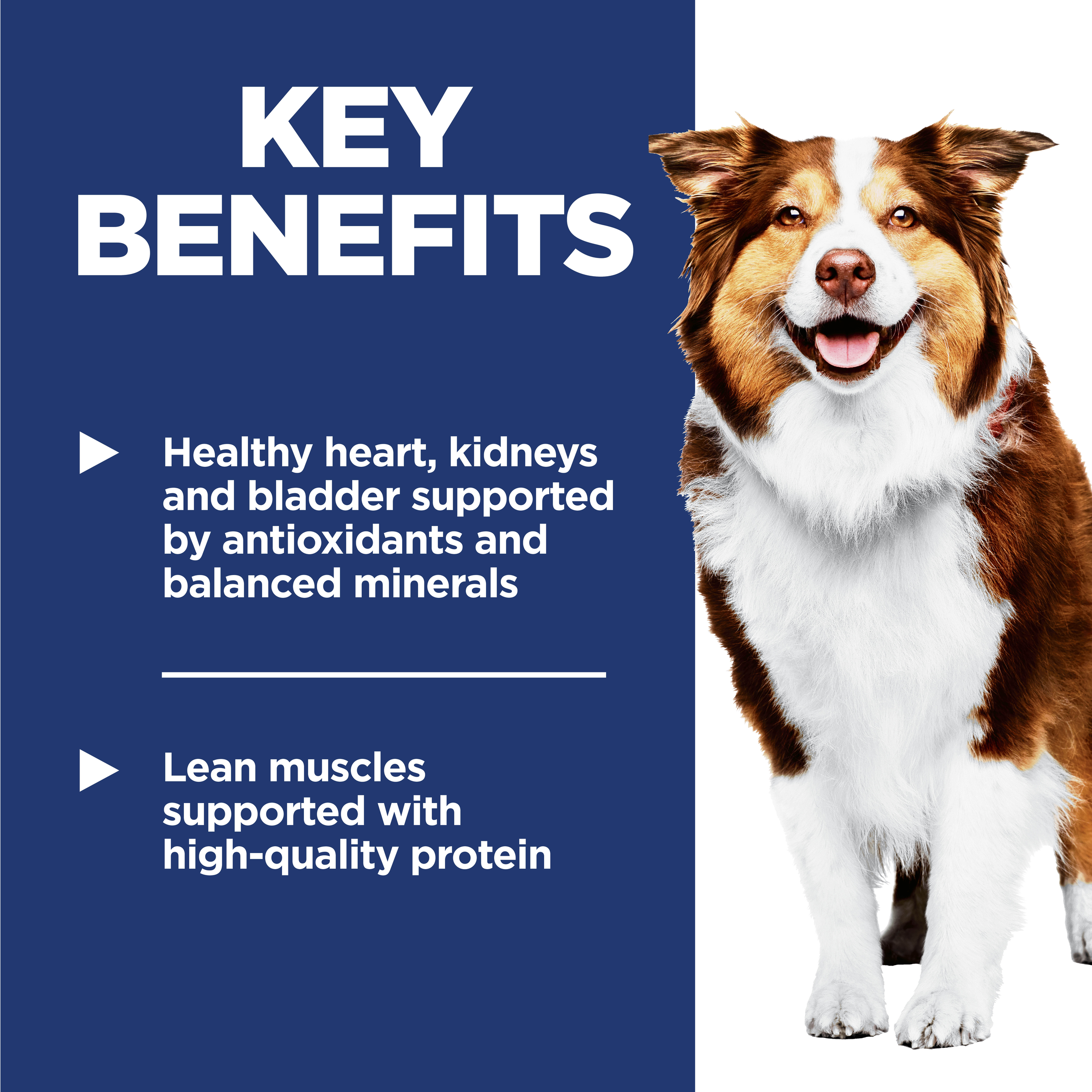 Key benefits panel for Hill's Adult 7+ dog food: heart, kidney and bladder support and lean muscles