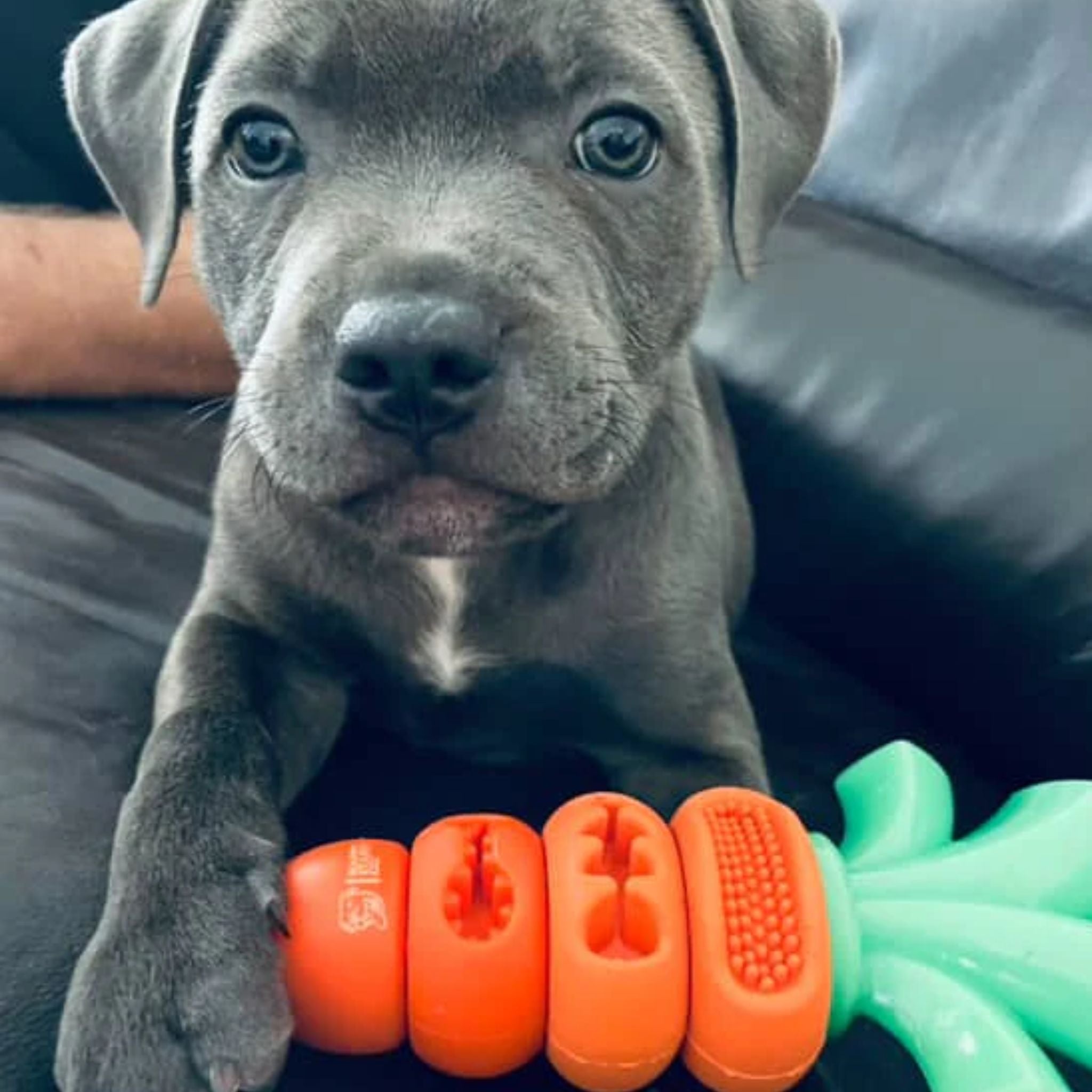 Happy Staffy Co Chomp Carrot Dog Toy