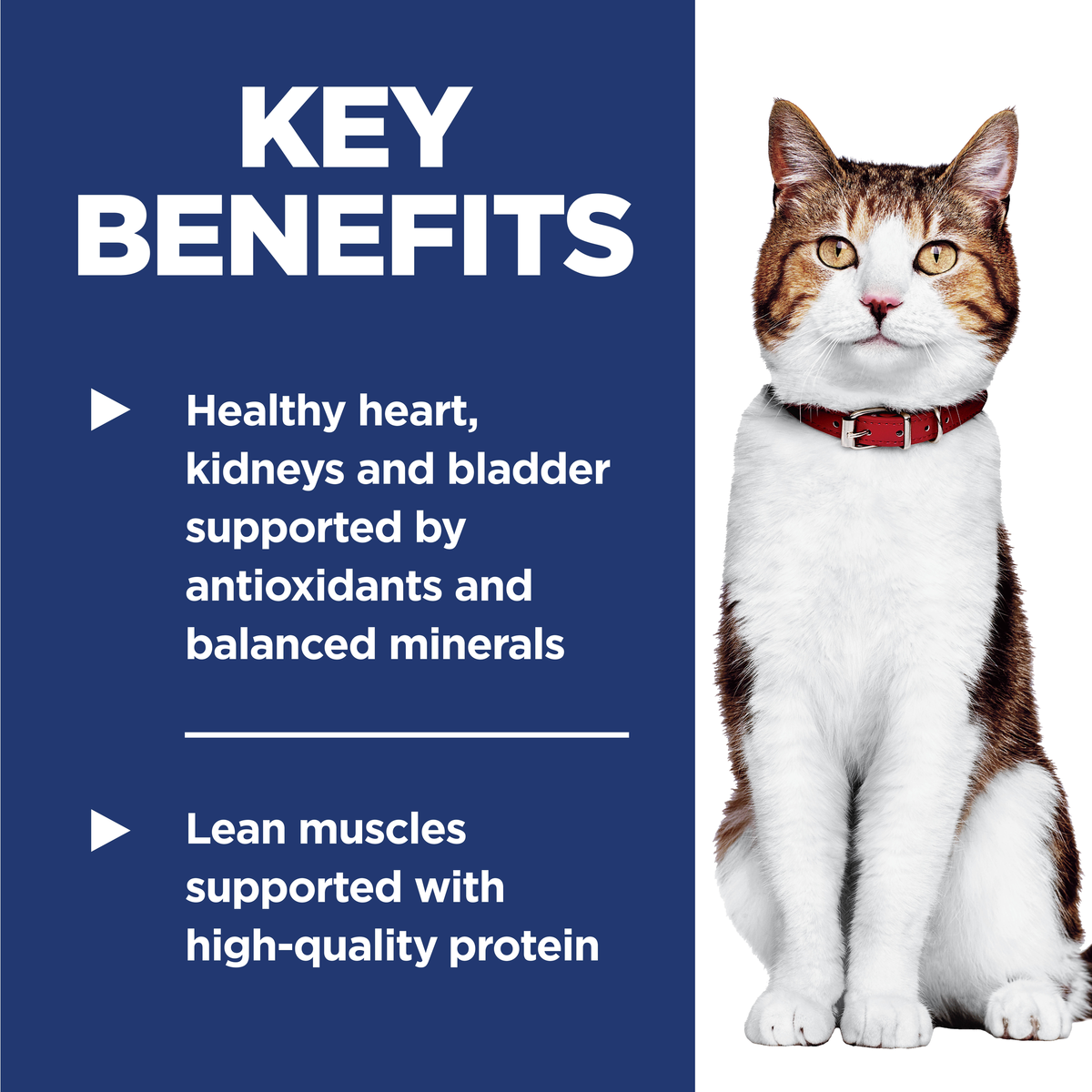 Key benefits panel for Hill's Adult 7+ cat food: heart, kidney and bladder support and lean muscles