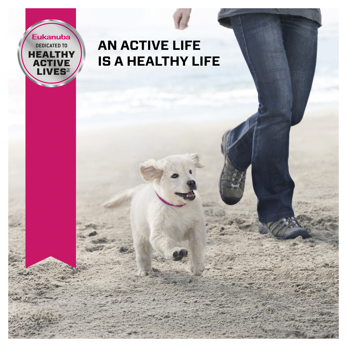 Eukanuba lifestyle photo of a light coated puppy padding along the sand with its owner