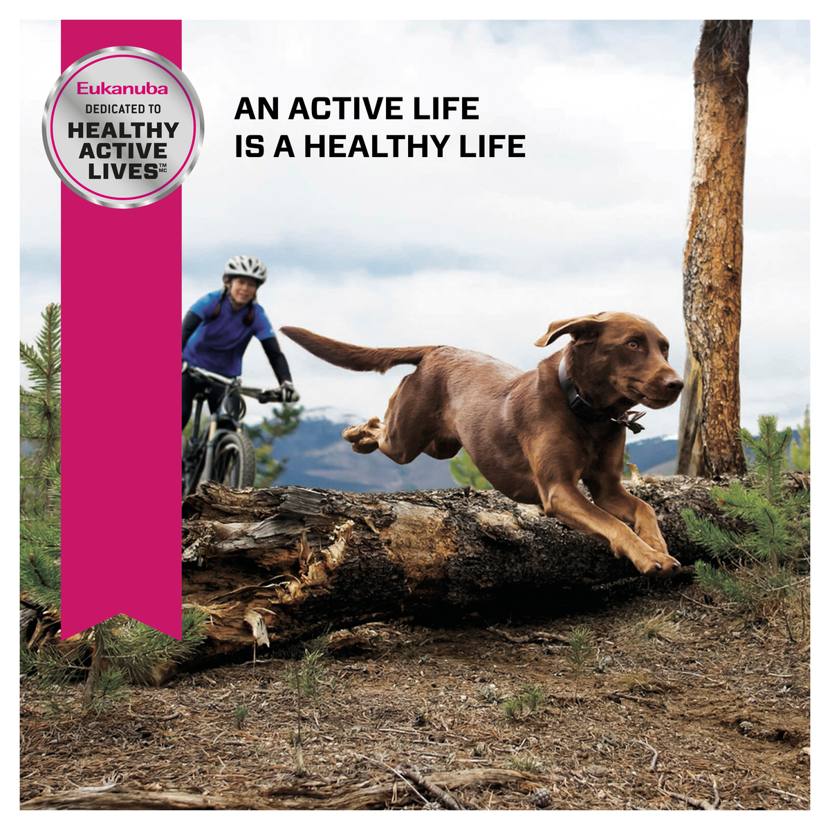 Eukanuba lifestyle photo of a dog running beside a mountain biker on a trail