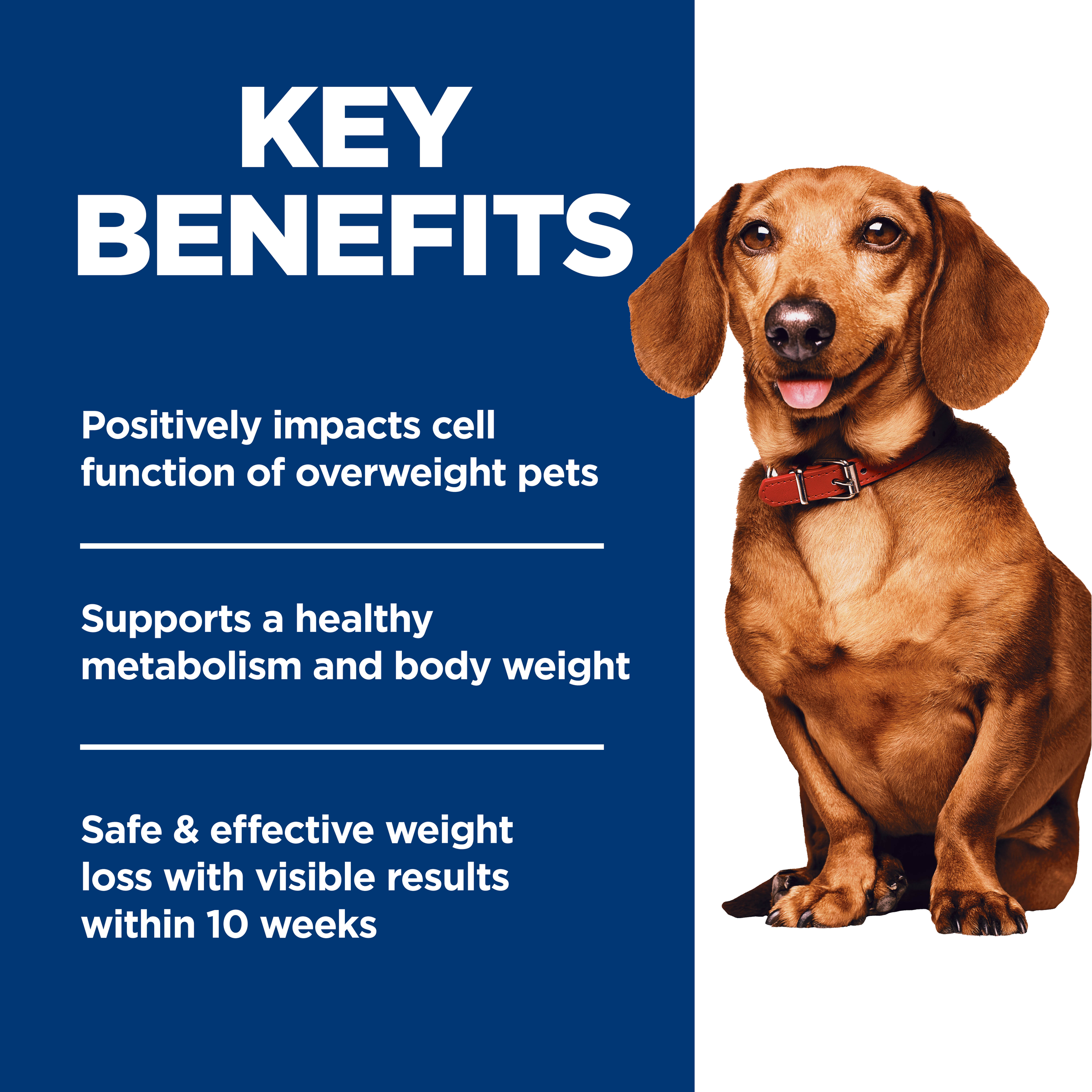 Key benefits panel for Hill's Perfect Weight dog food: healthy metabolism and weight loss in 10 weeks