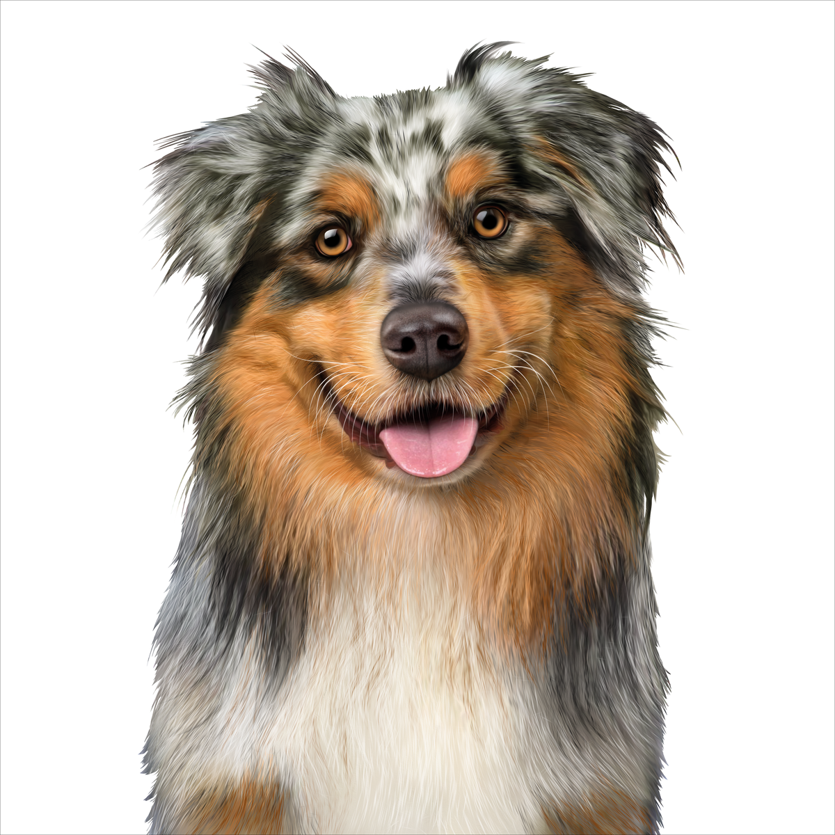 Australian Shepherd, the dog pictured on ADVANCE Casserole with Chicken packs