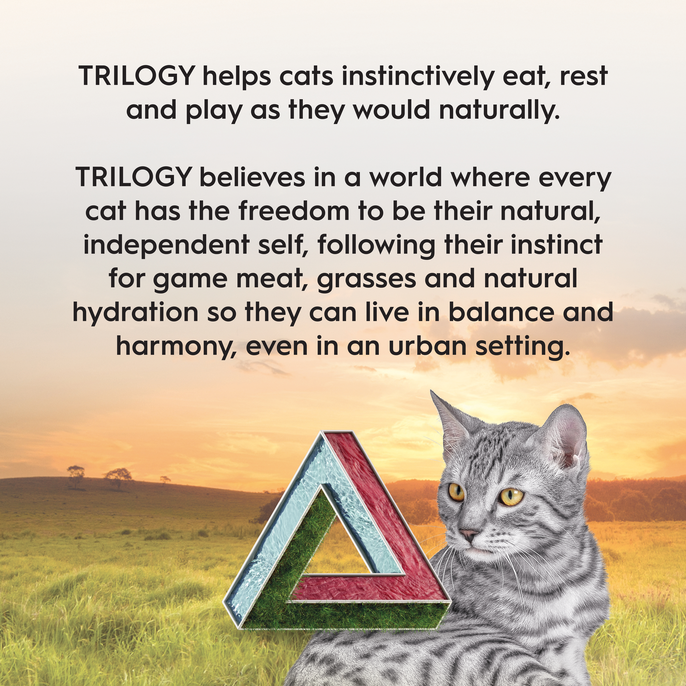 Trilogy brand statement over a tabby cat sitting in grassland at sunset