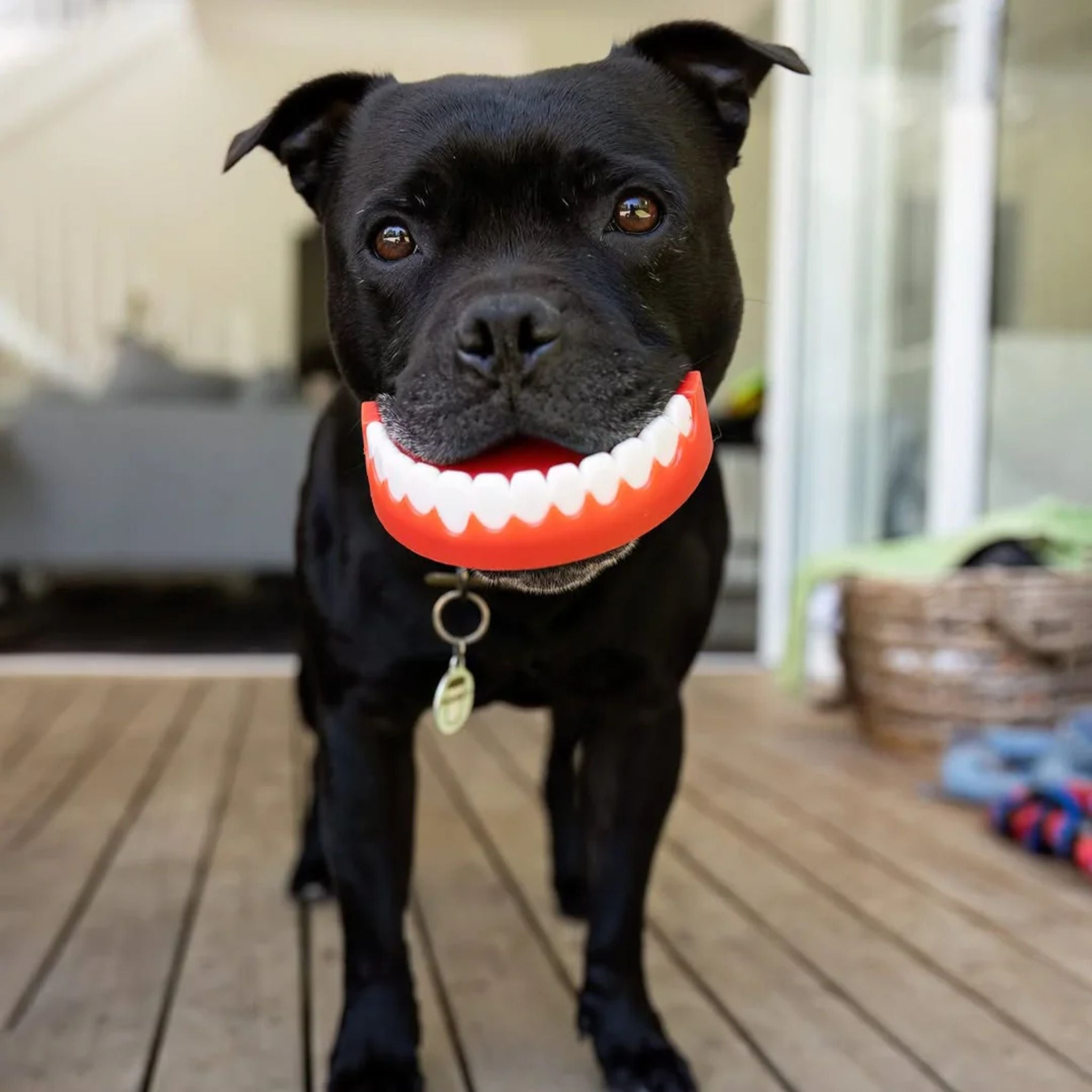 Happy Staffy Co Chatter Chompers Dog Toy