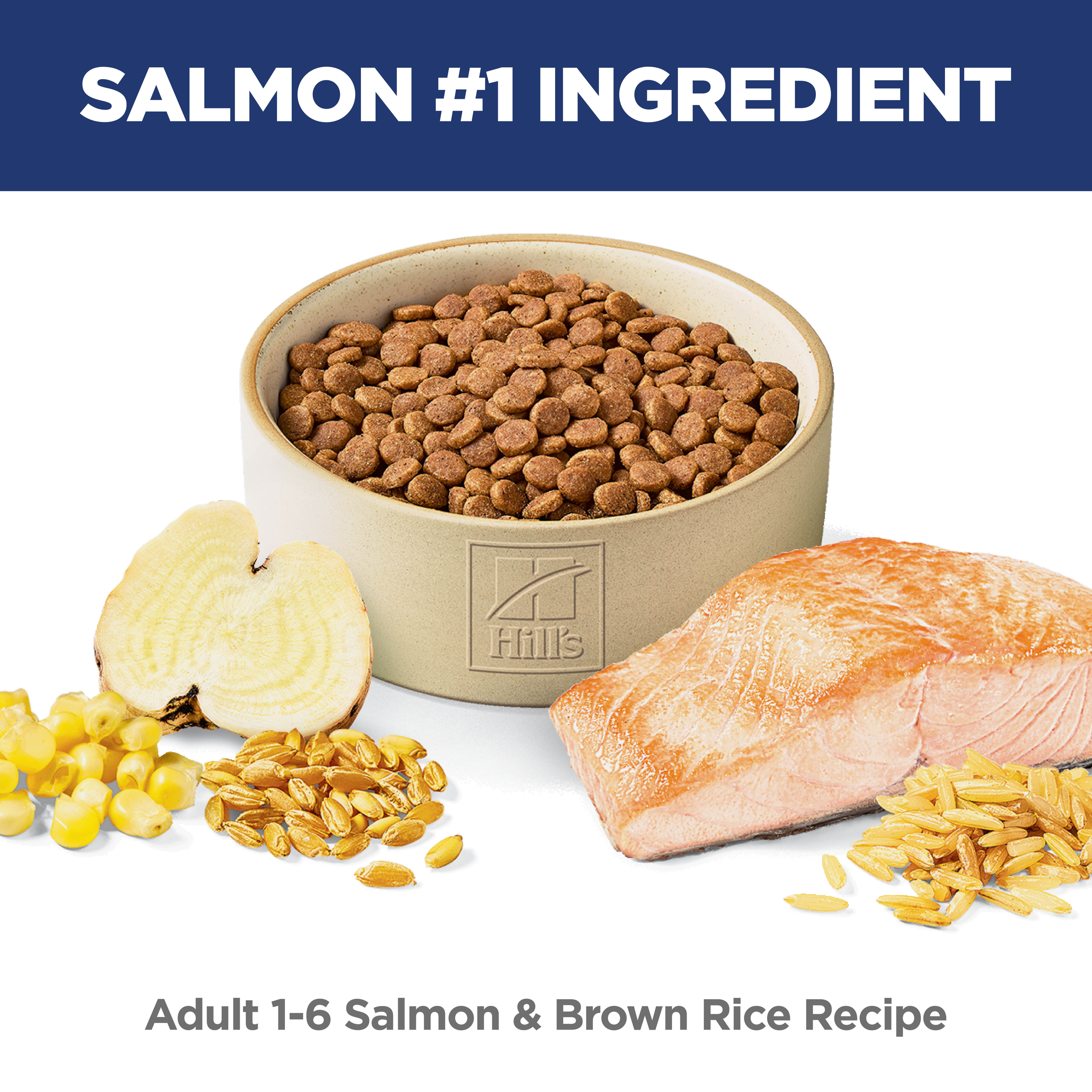 Salmon is the number one ingredient: bowl of Hill's Adult salmon and brown rice cat kibble