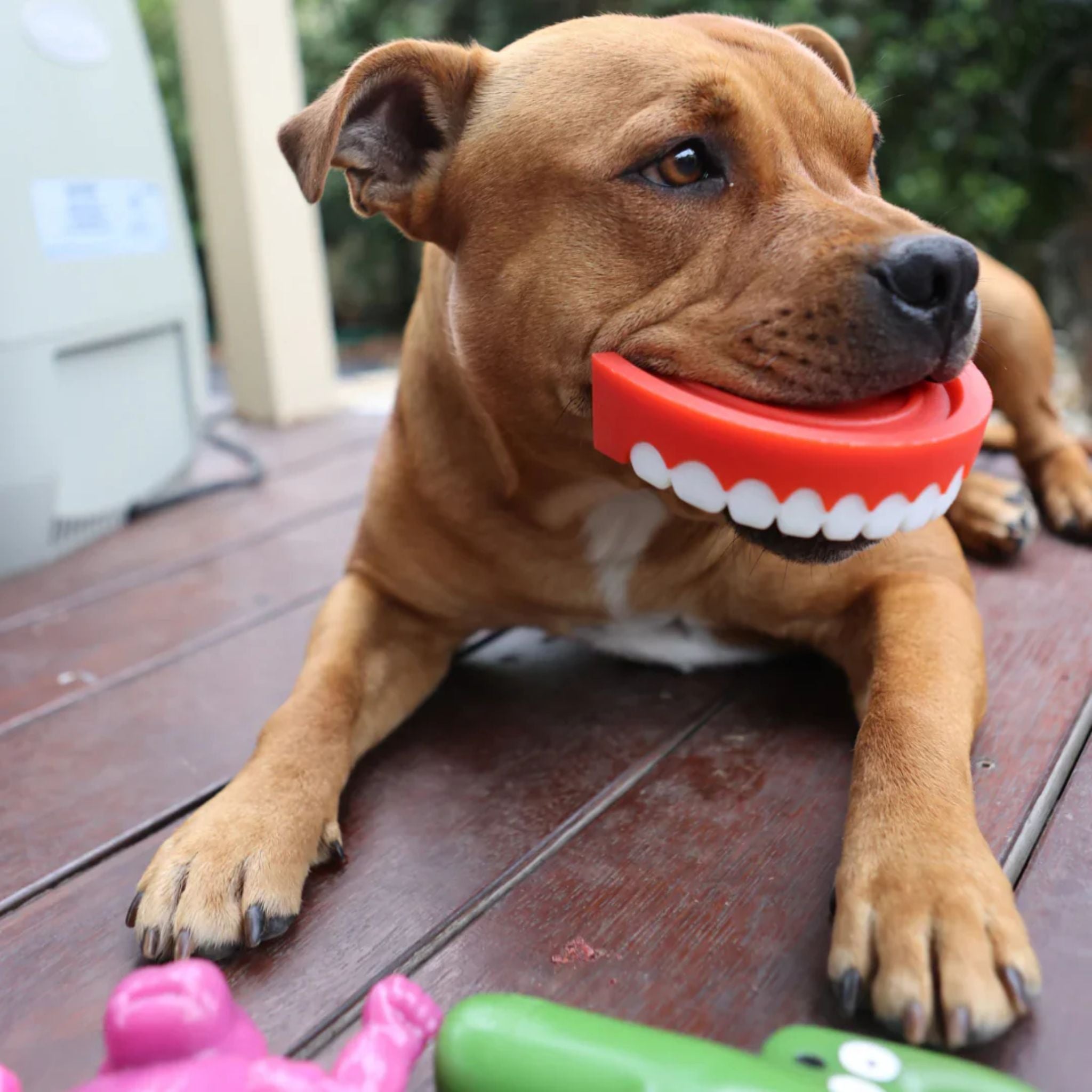 Happy Staffy Co Chatter Chompers Dog Toy