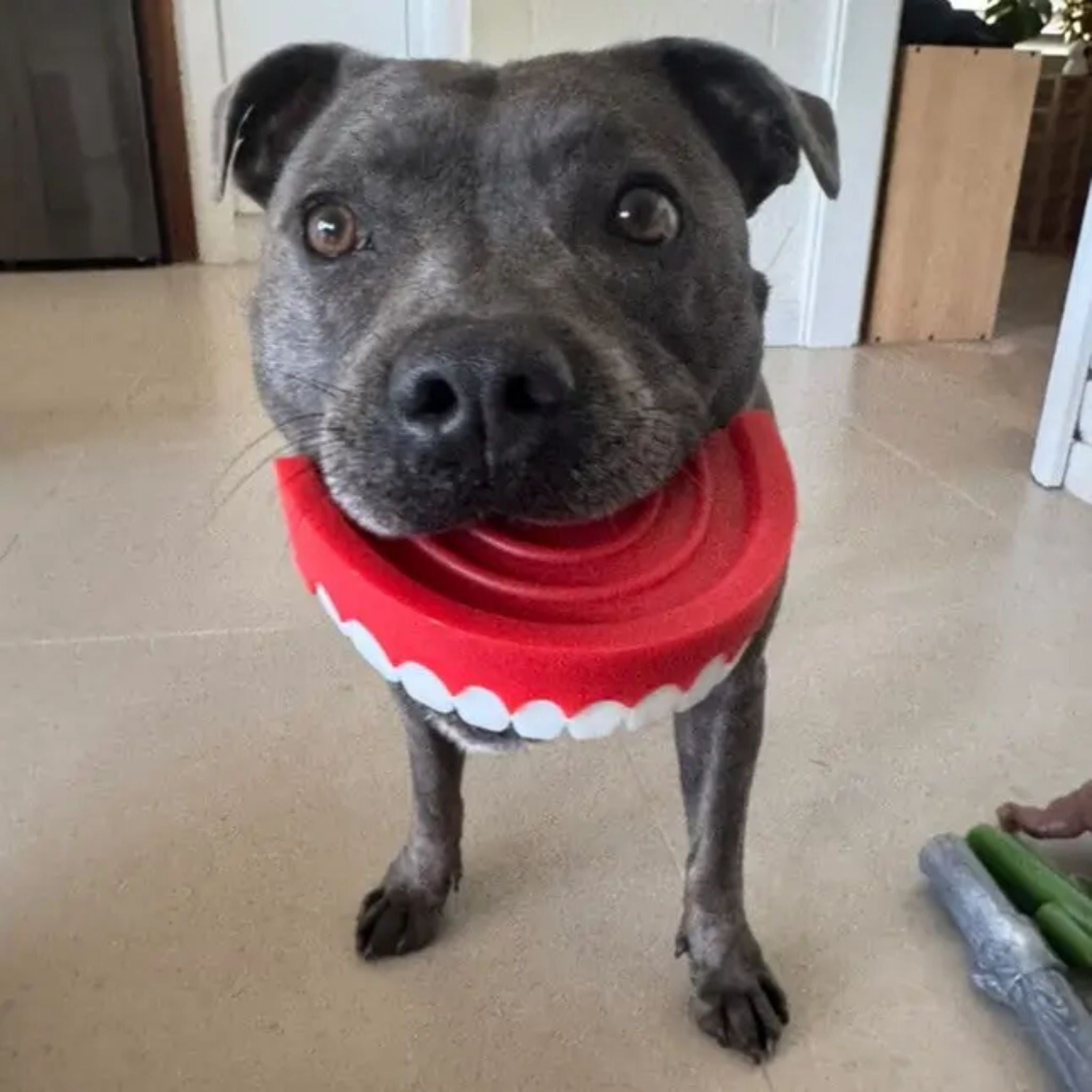 Happy Staffy Co Chatter Chompers Dog Toy