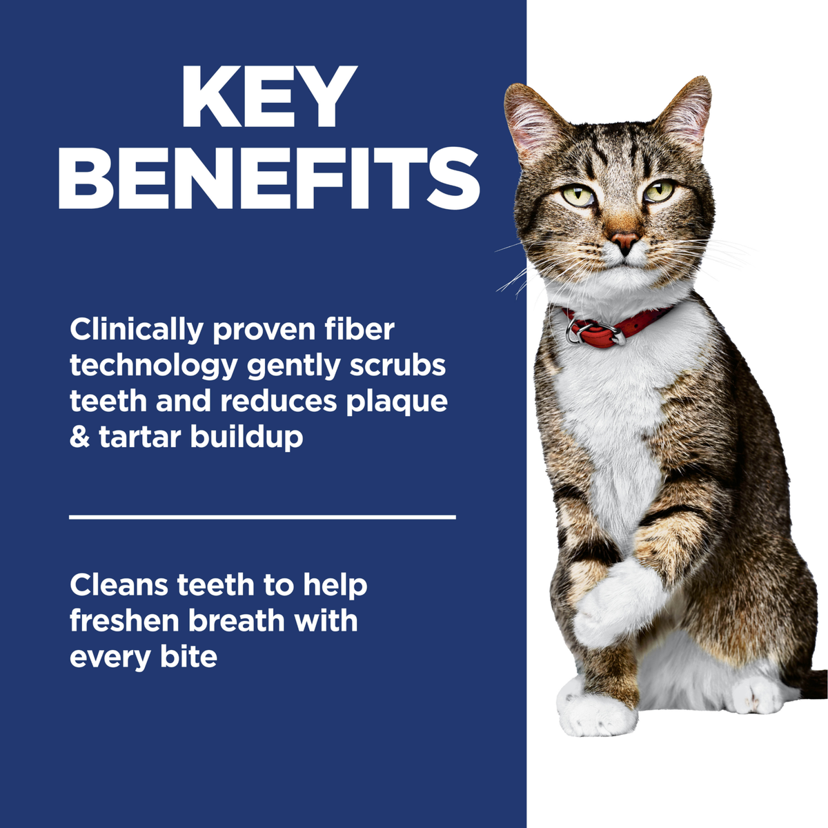 Key benefits panel: fibre technology scrubs teeth, reduces plaque and tartar and freshens breath