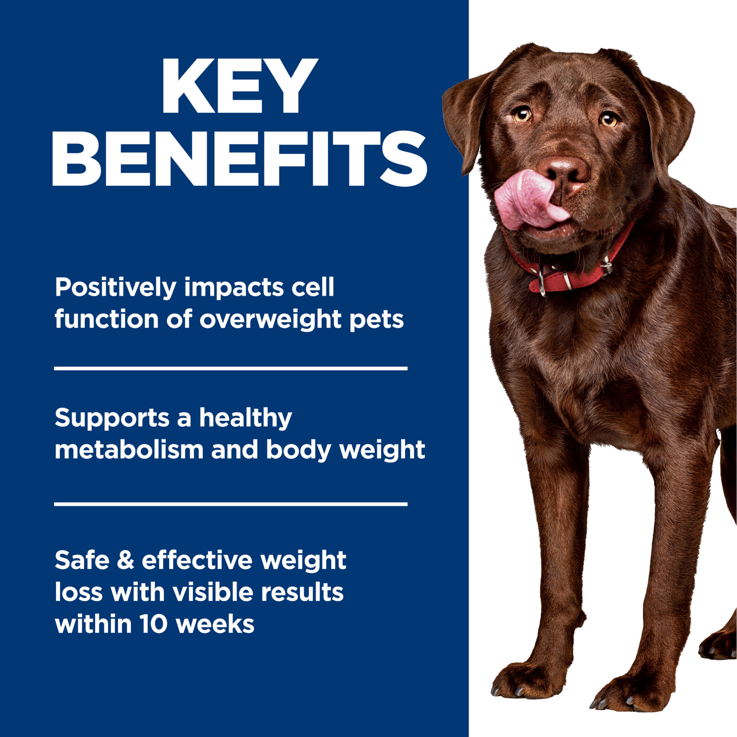 Key benefits panel for Hill's Perfect Weight dog food: healthy metabolism and weight loss in 10 weeks