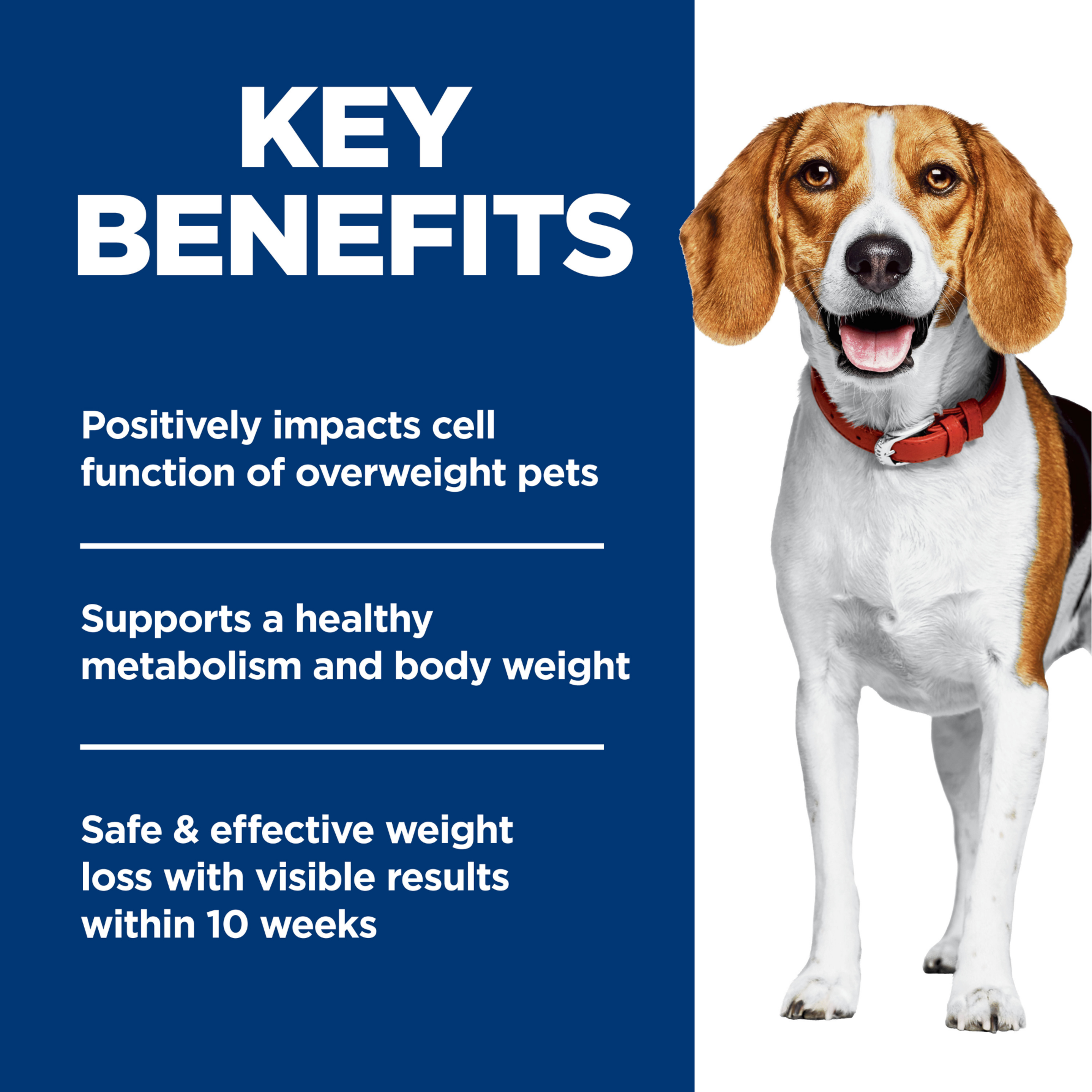 Key benefits panel for Hill's Perfect Weight dog food: healthy metabolism and weight loss in 10 weeks