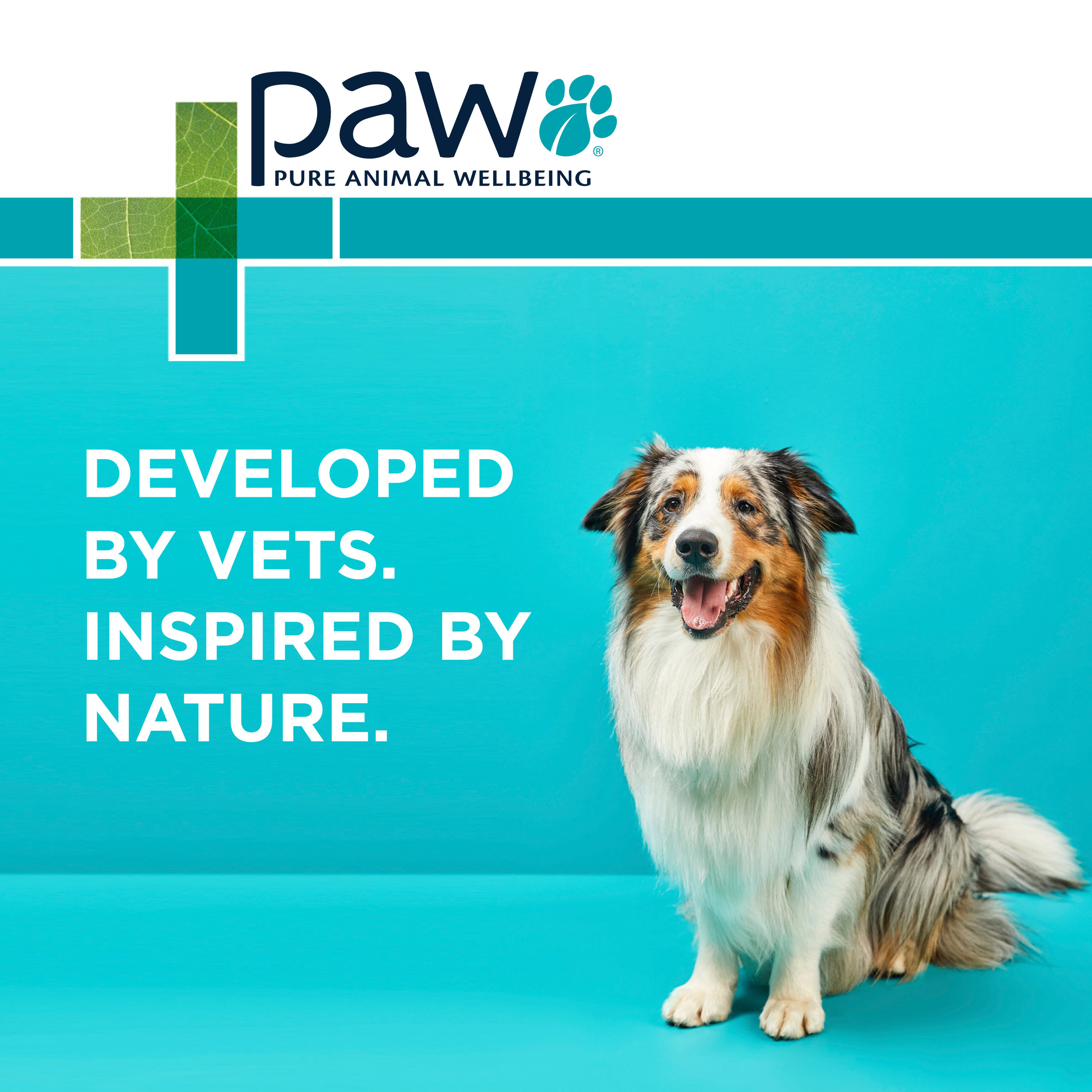 PAW HepatoAdvanced brand graphic: developed by vets, inspired by nature, with a dog on teal