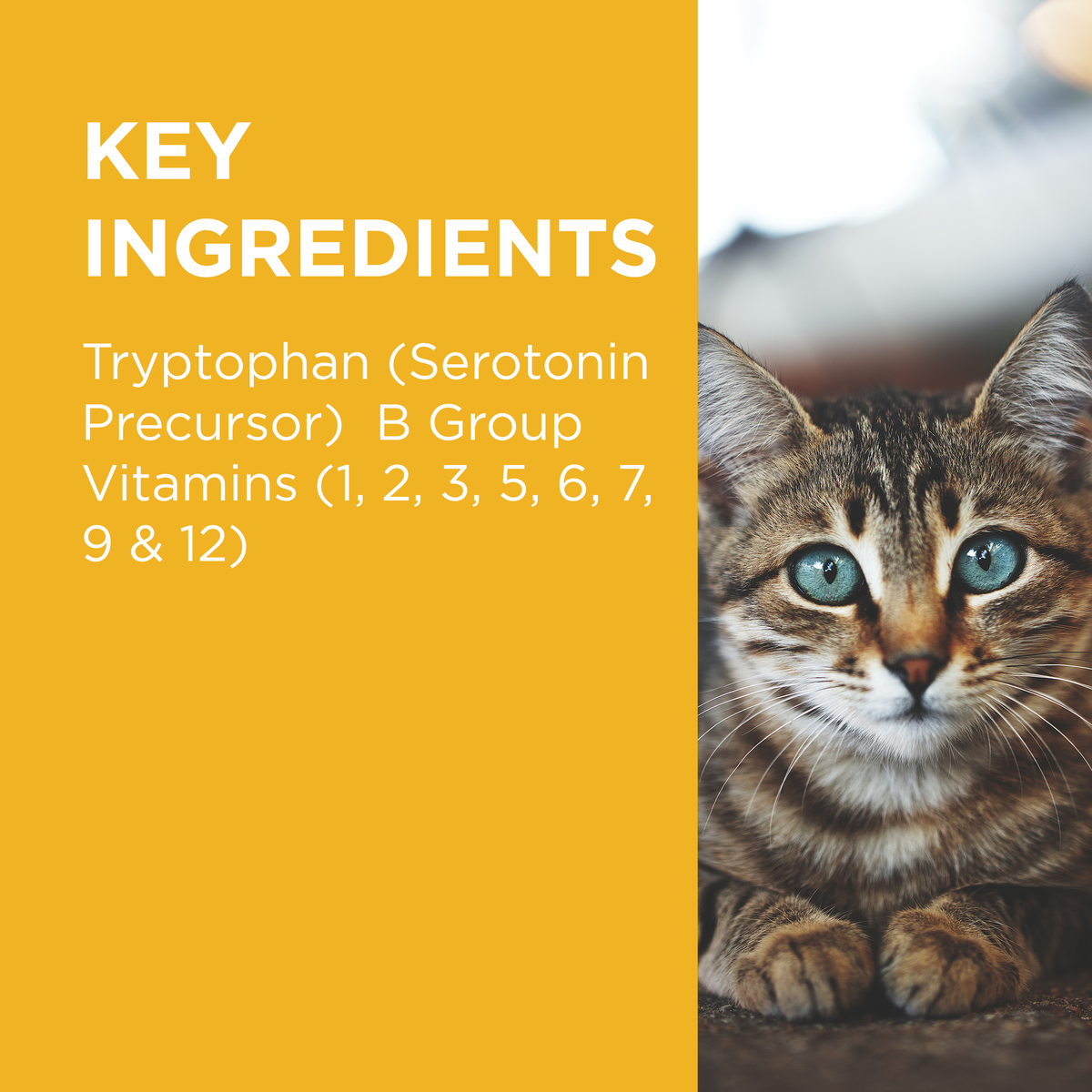 PAW Complete Calm for Cats key ingredients panel: tryptophan and B group vitamins, with a kitten
