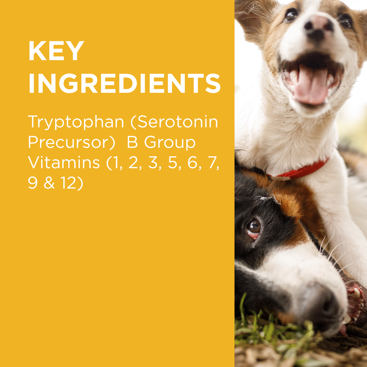 PAW Complete Calm for Small Dogs key ingredients panel: tryptophan and B group vitamins