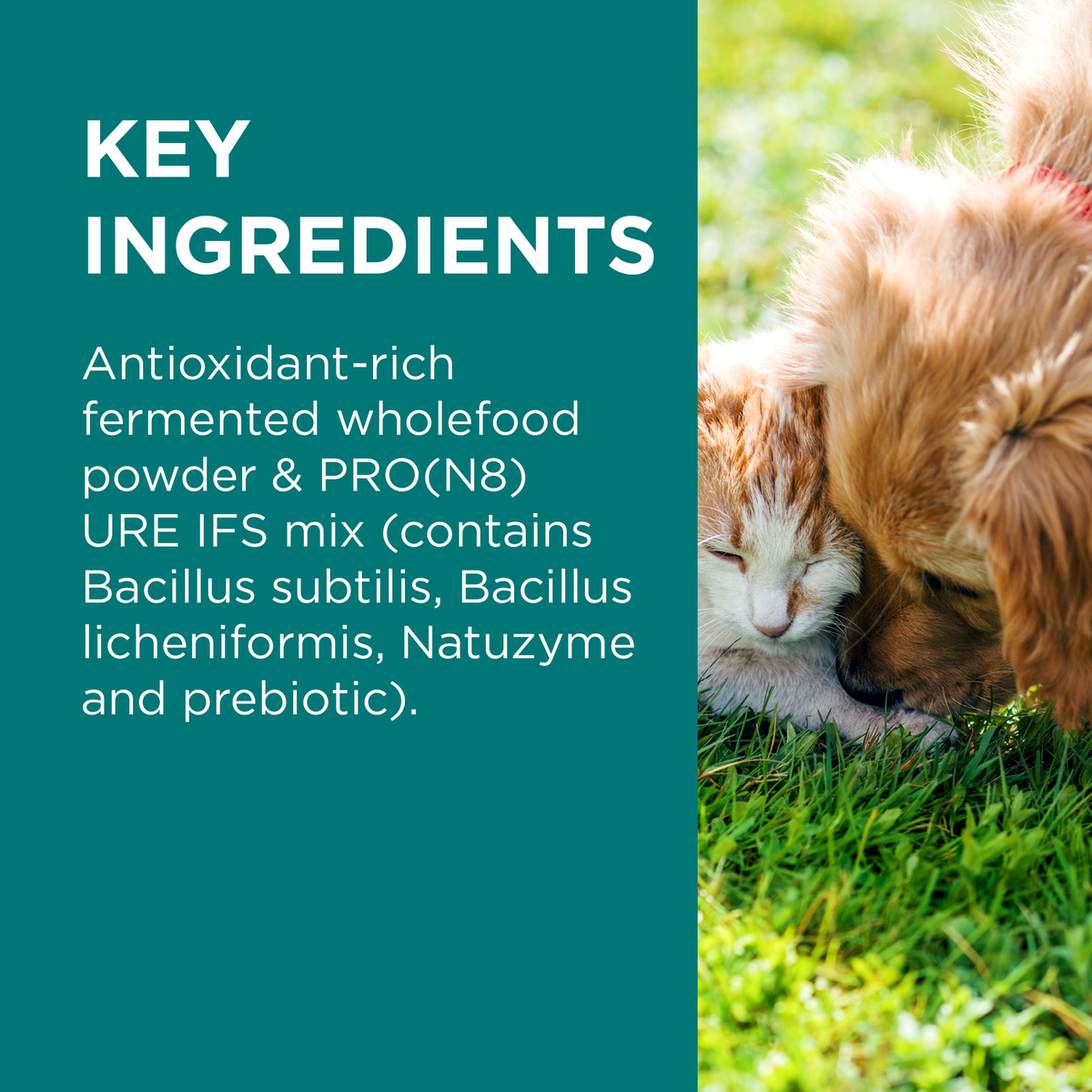 PAW DigestiCare key ingredients panel: fermented wholefood powder and probiotics, with a dog and cat