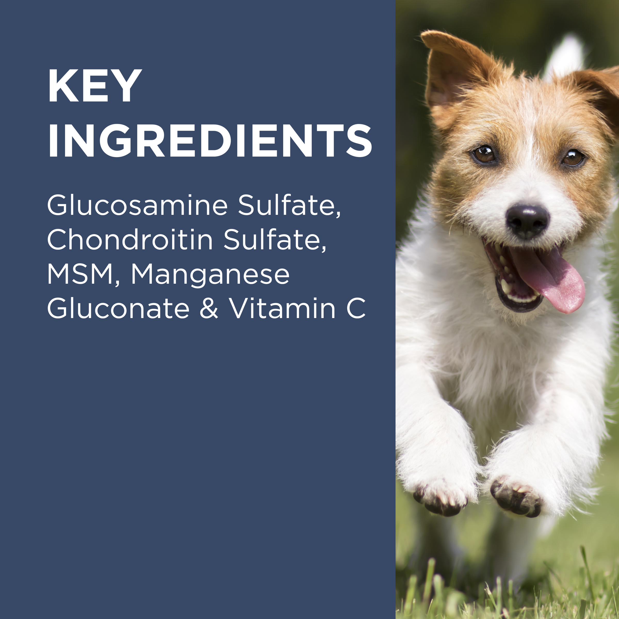 PAW OsteoCare key ingredients panel: glucosamine, chondroitin, MSM and vitamin C, with a terrier