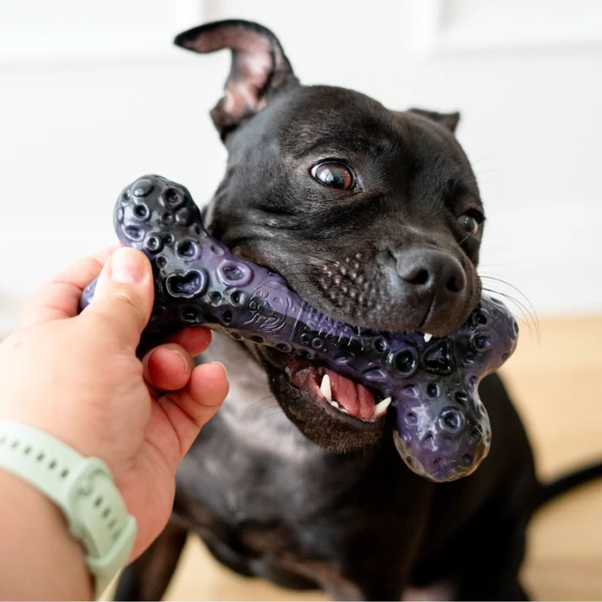 Happy Staffy Co Crater Bone Dog Toy