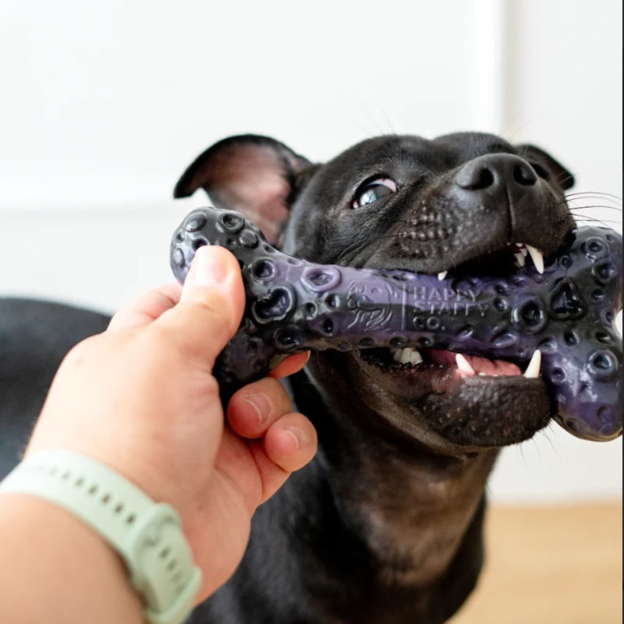 Happy Staffy Co Crater Bone Dog Toy