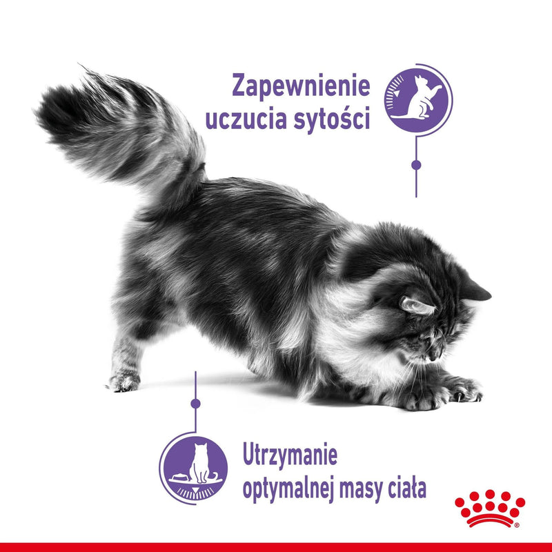 Royal Canin Appetite Control Care Wet Cat Food in Jelly