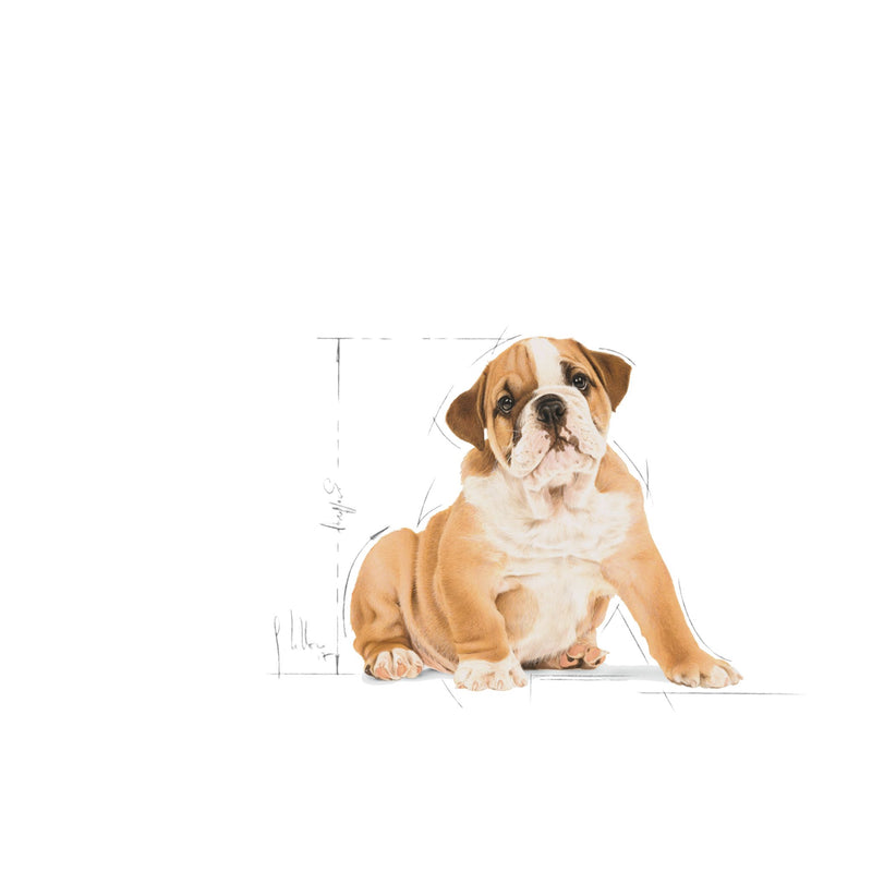 Royal Canin Bulldog Puppy