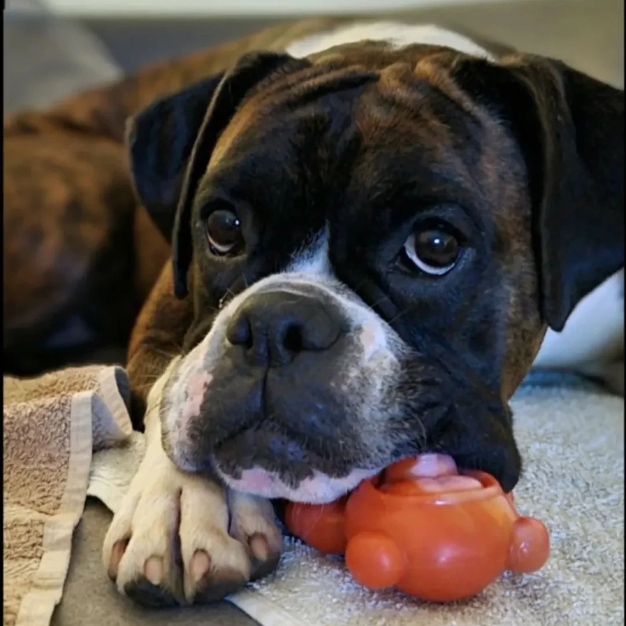 Happy Staffy Co Astro Pup Dog Toy