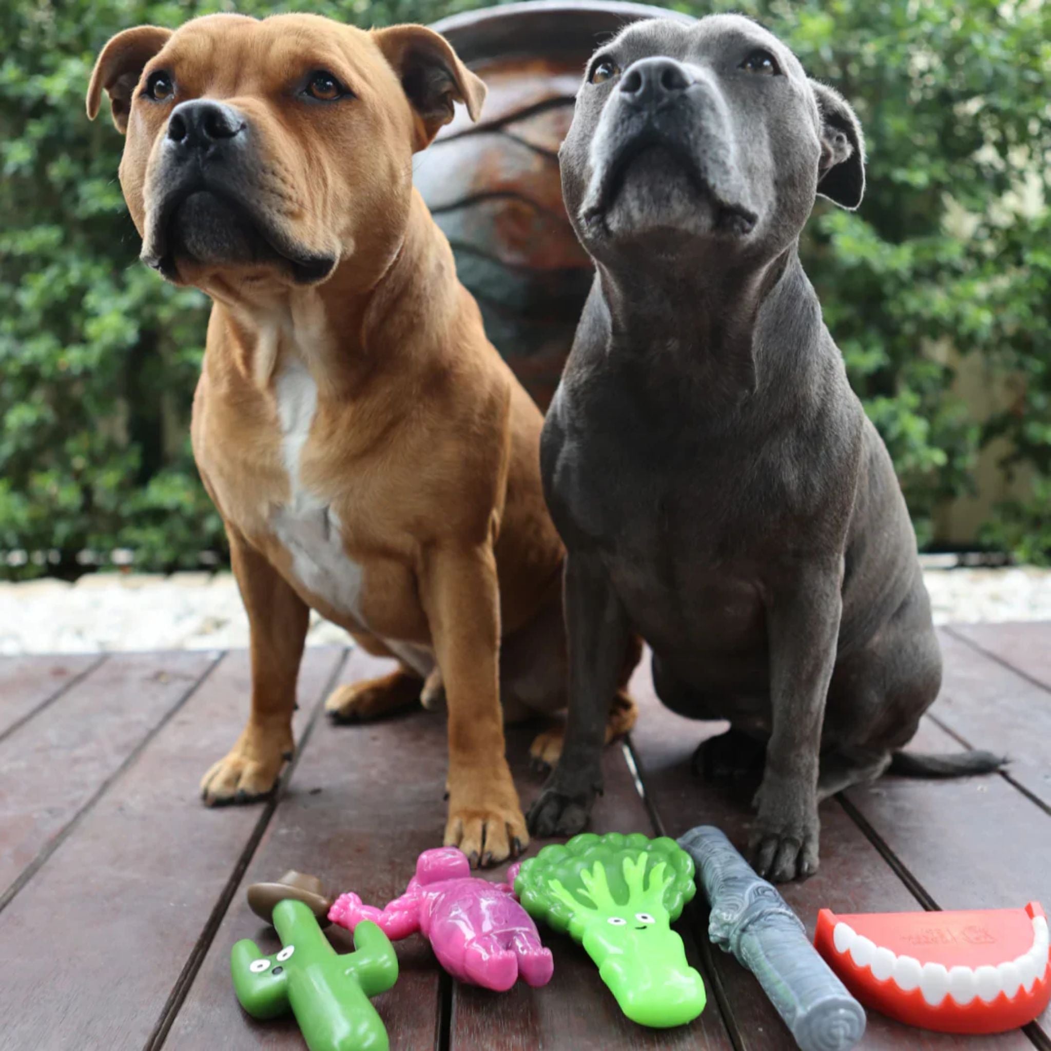 Happy Staffy Co Cactus Cowboy Dog Toy