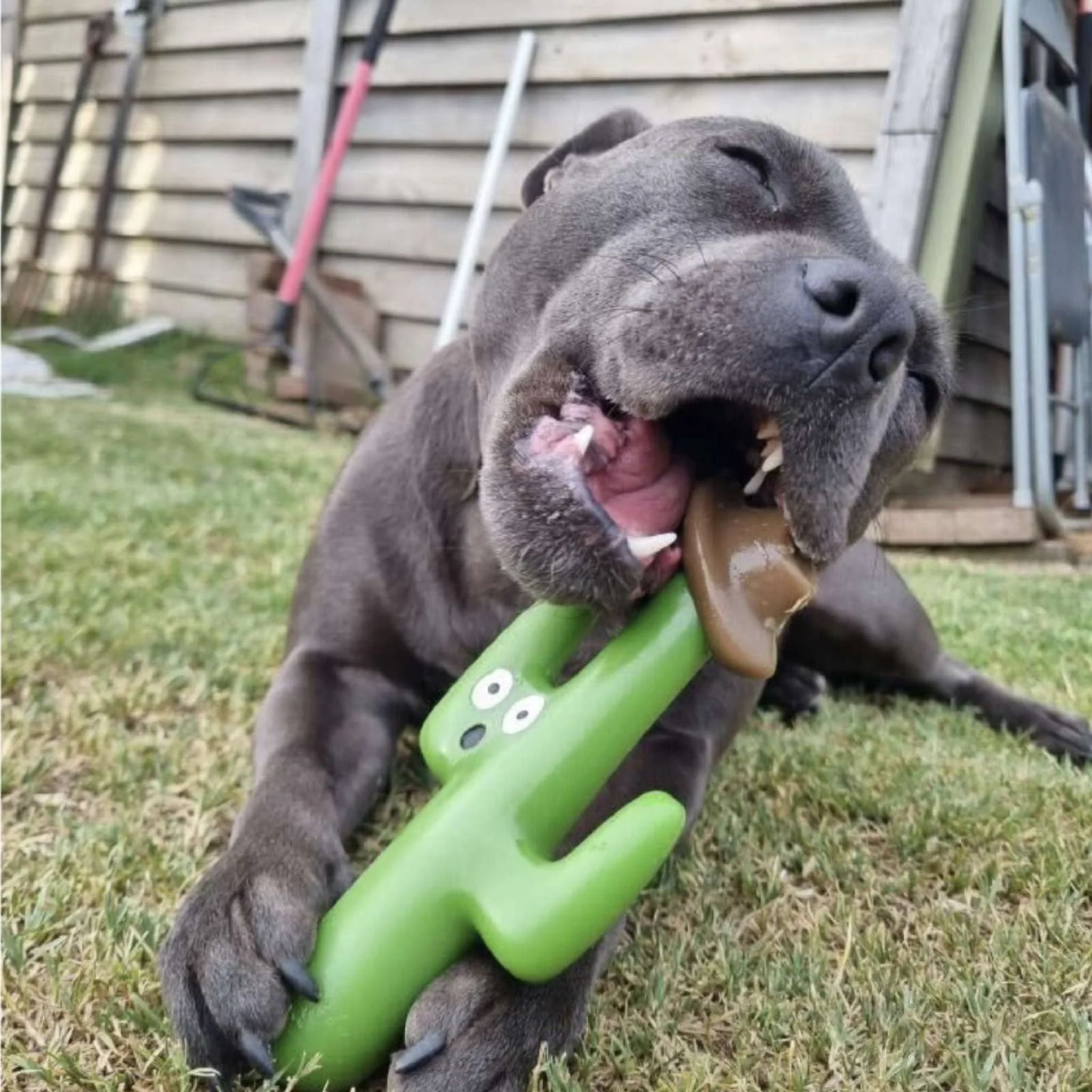Happy Staffy Co Cactus Cowboy Dog Toy