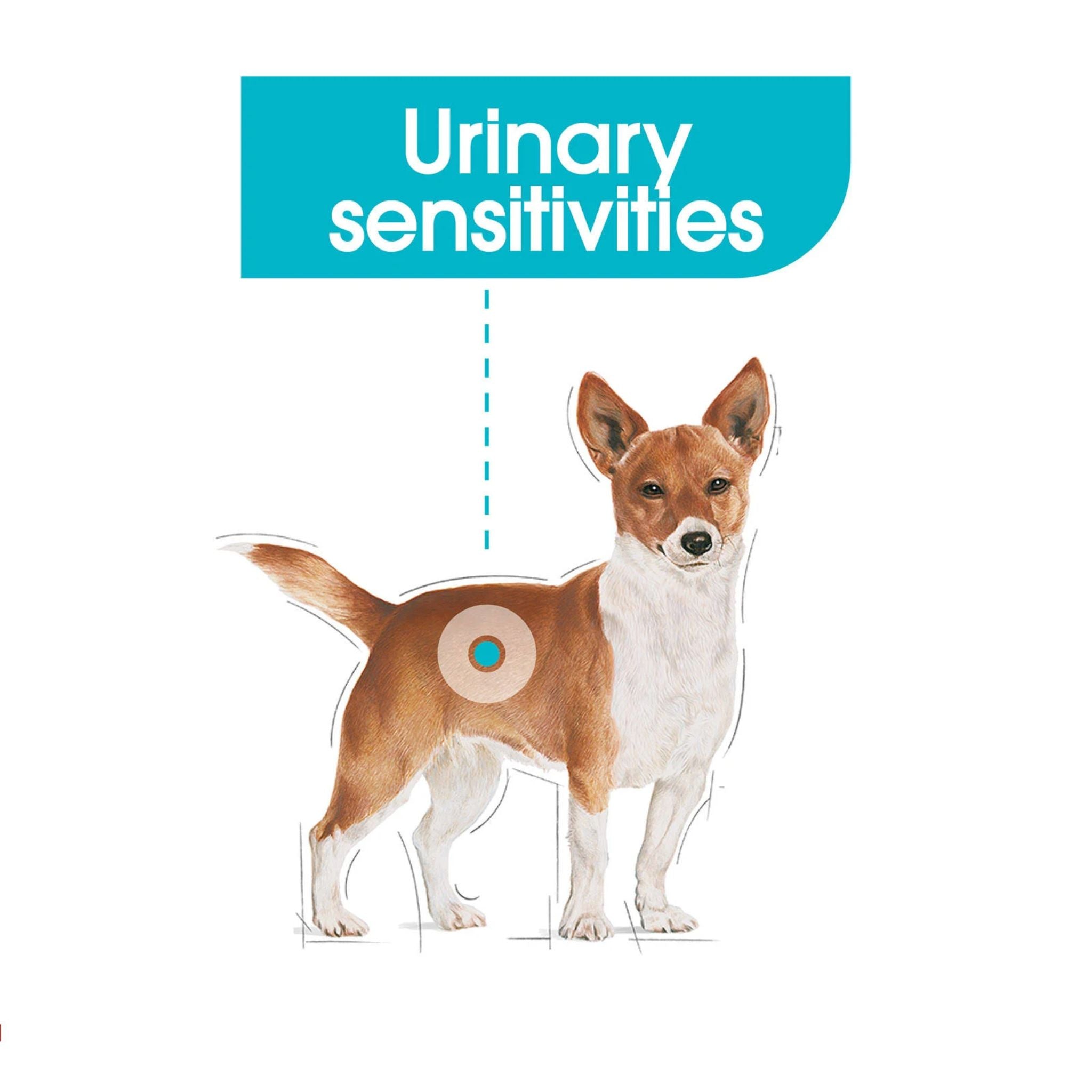 Royal Canin Wet Dog Food Urinary Care Loaf