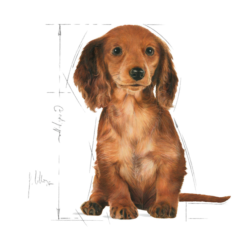 Royal Canin Dachshund Puppy