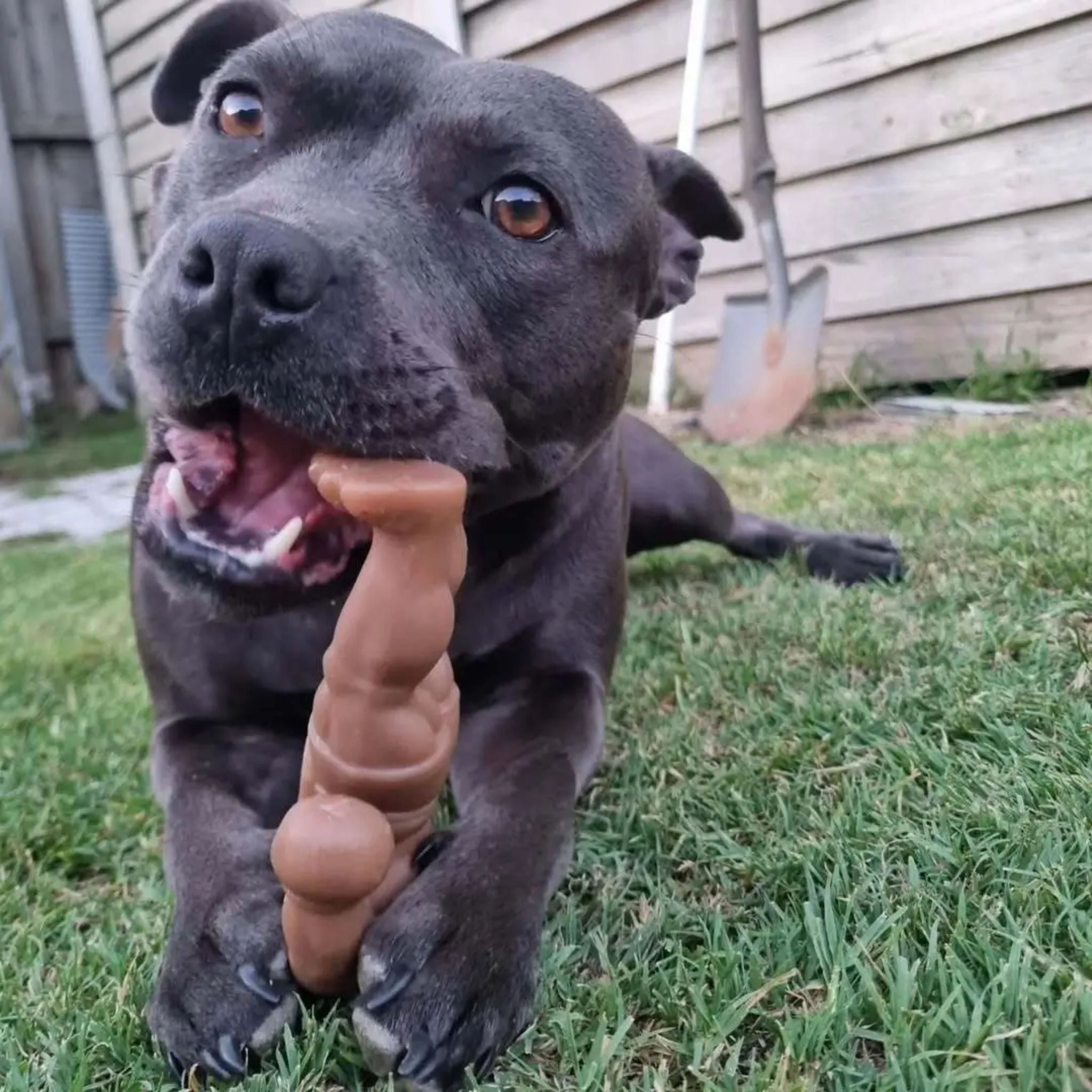Happy Staffy Co Staffy Schwarzenegger Dog Toy