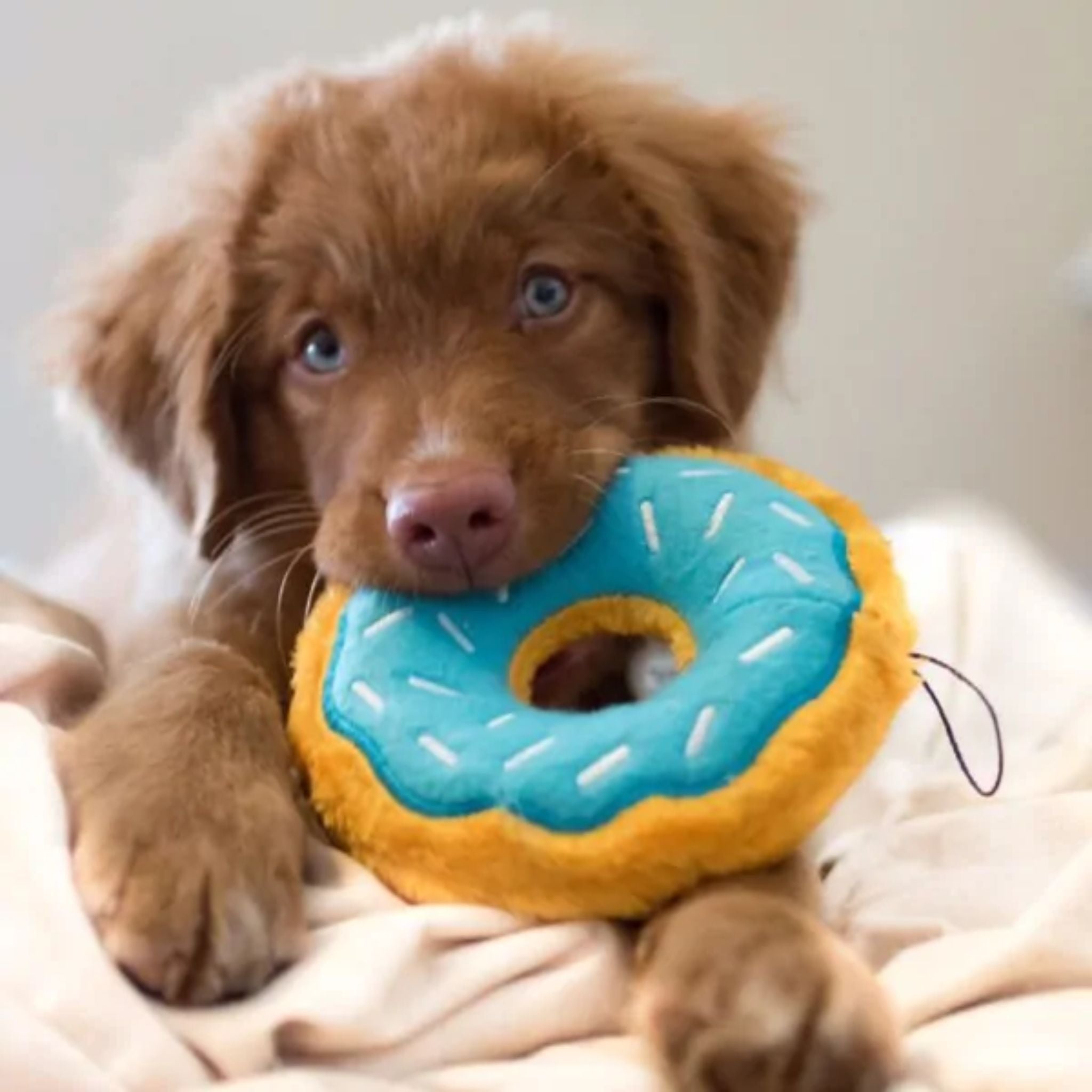 Zippy Paws Dog Toys Plush Donutz | PeekAPaw Pet Supplies