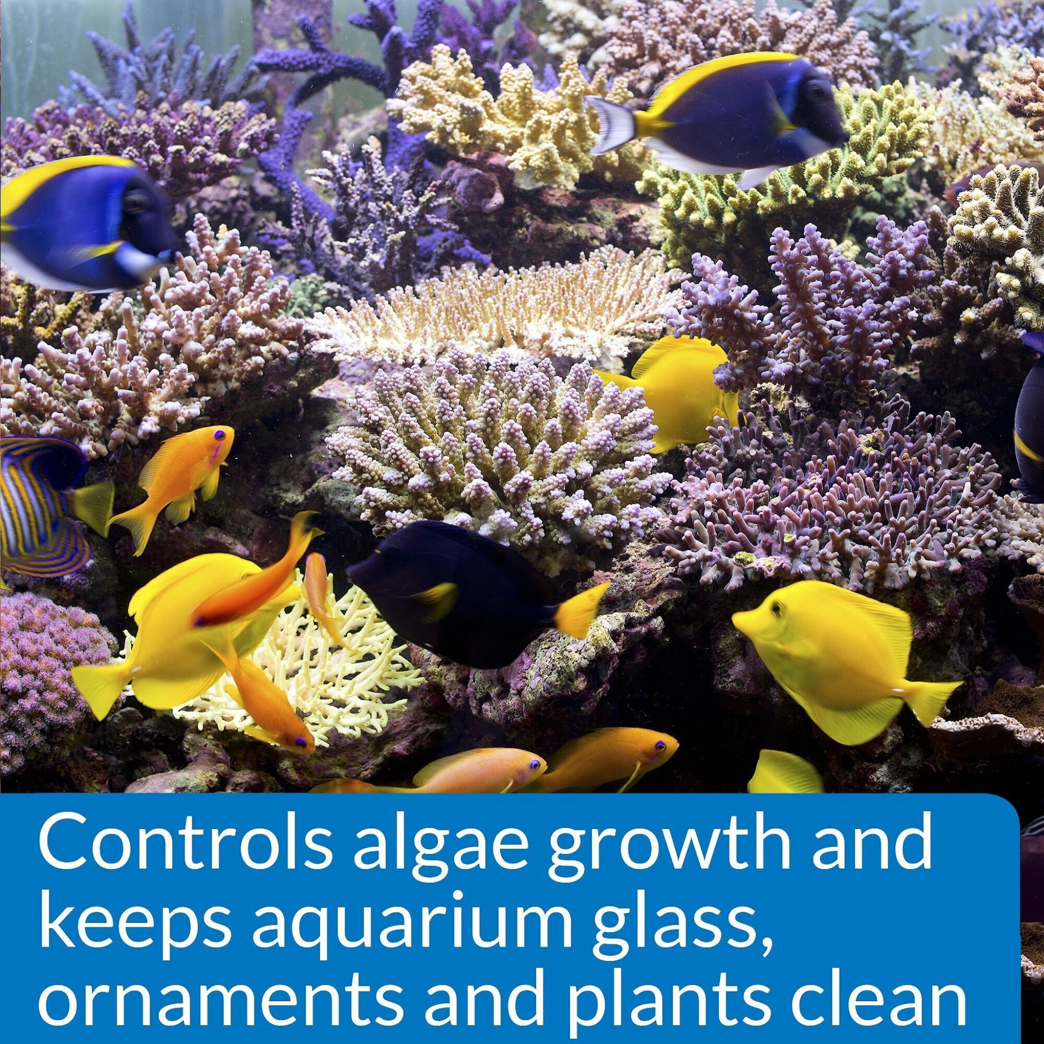 API Marine Algaefix