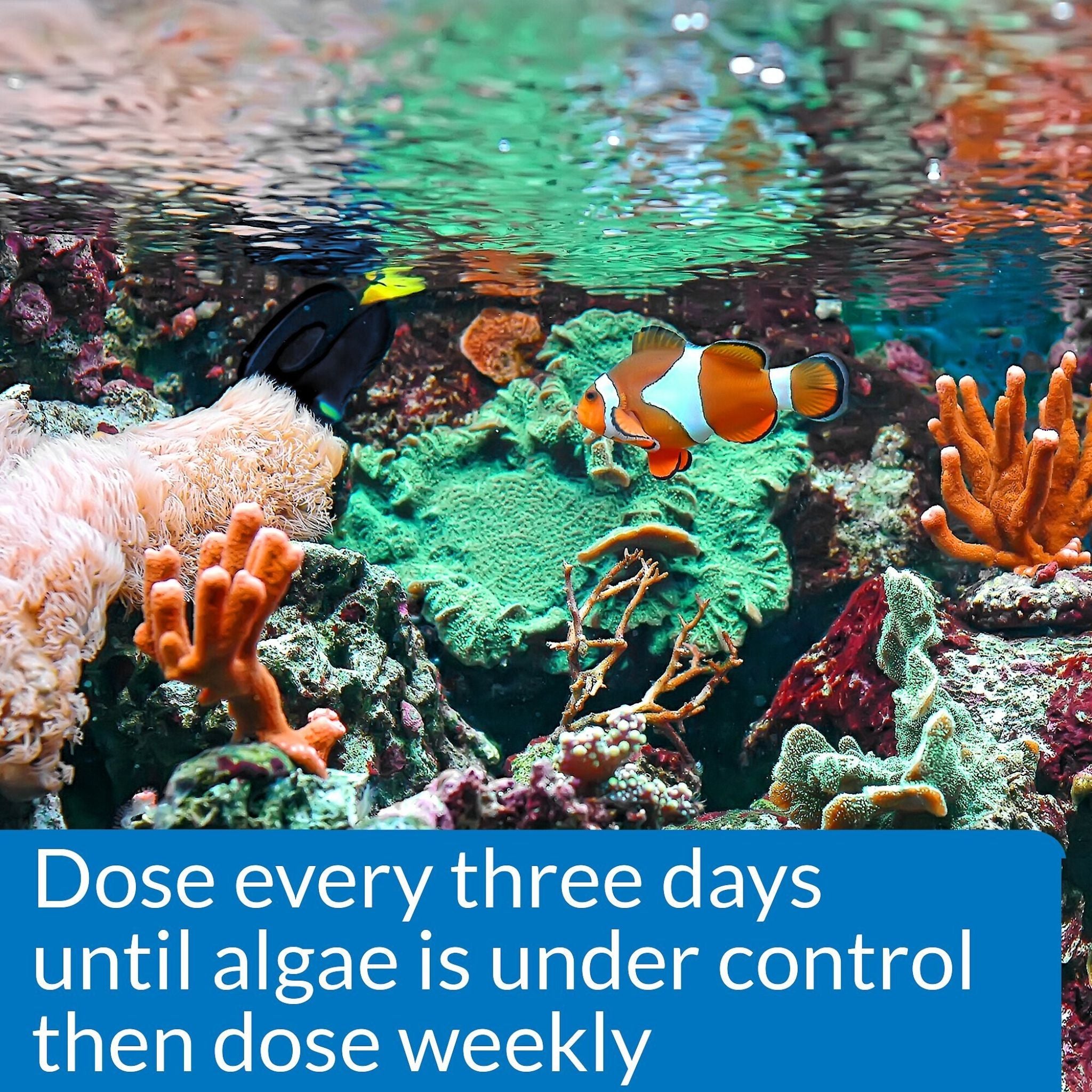 API Marine Algaefix