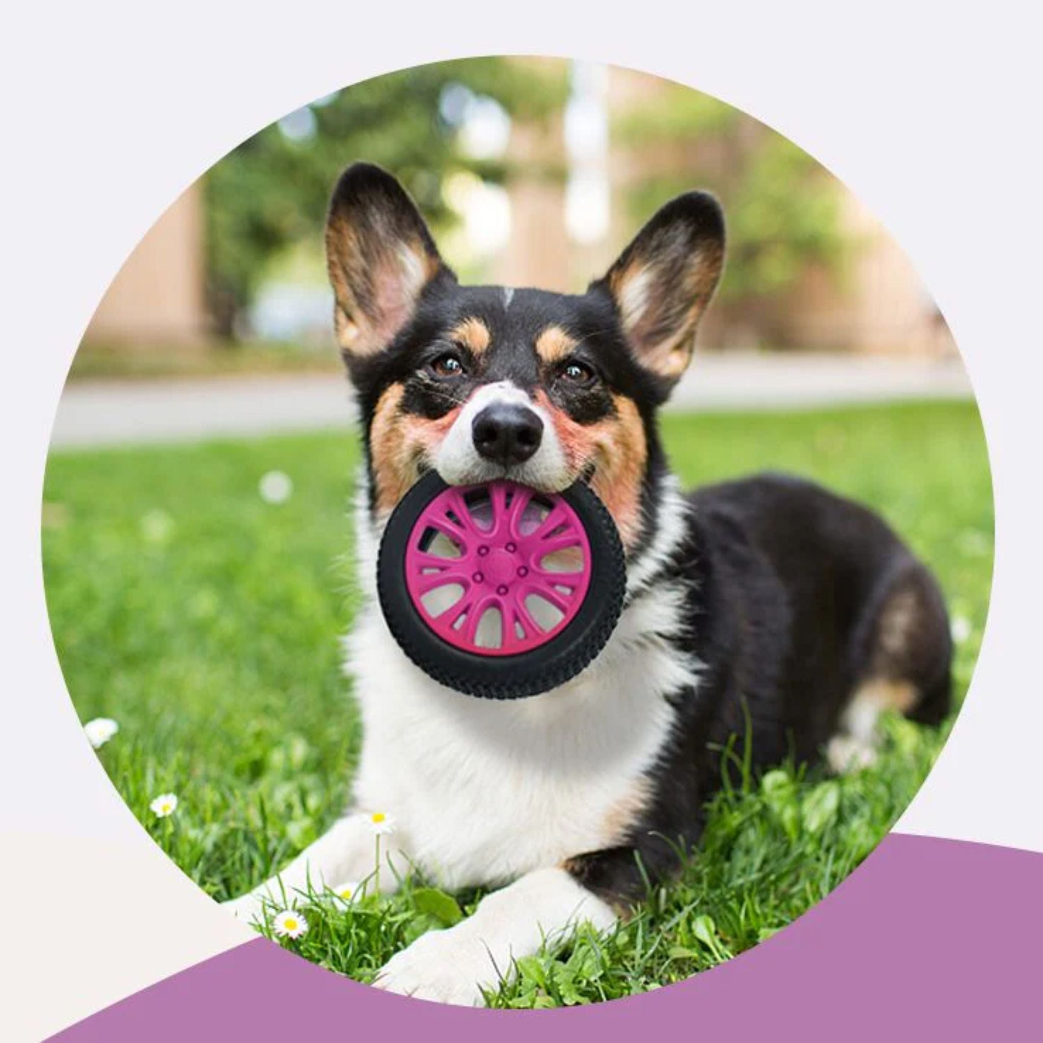 Petopia Ultra Tough Dog Toy Crazy Tyre