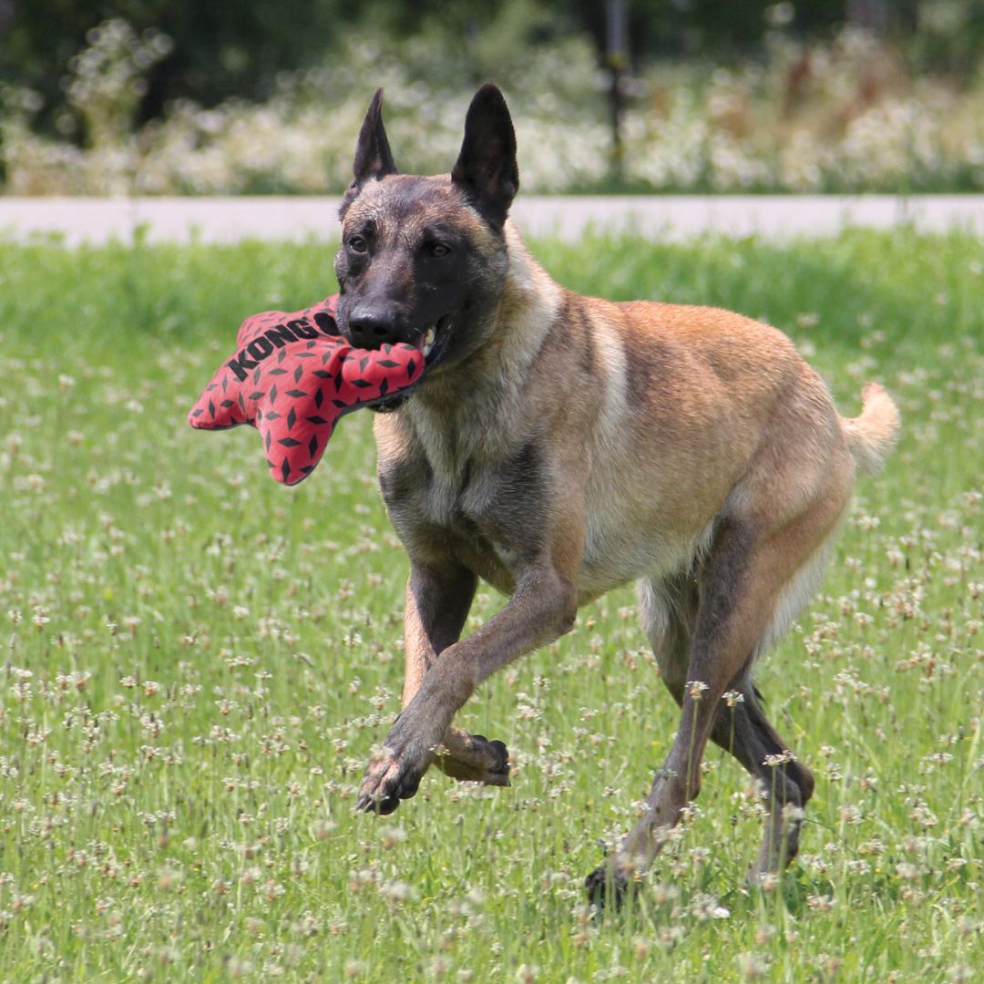 KONG Dog Toys Maxx Star | PeekAPaw Pet Supplies