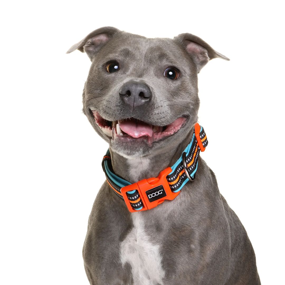 Doog Neoprene Dog Collar - (Neon High Vis) Beethoven