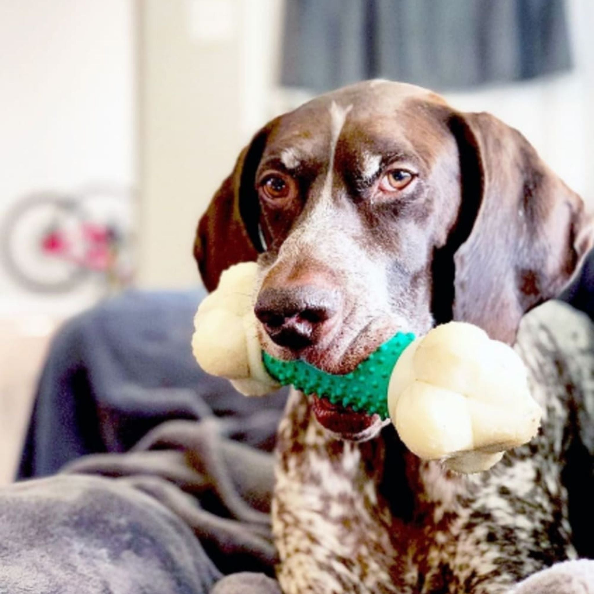 Nylabone Double Action Bone Dog Chew Toy Bacon Flavor