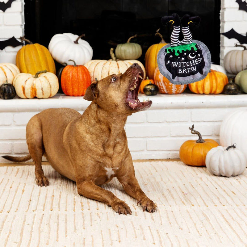 Fringe Studio Halloween Plush Squeaker Dog Toy - Drop In For A Spell | PeekAPaw Pet Supplies