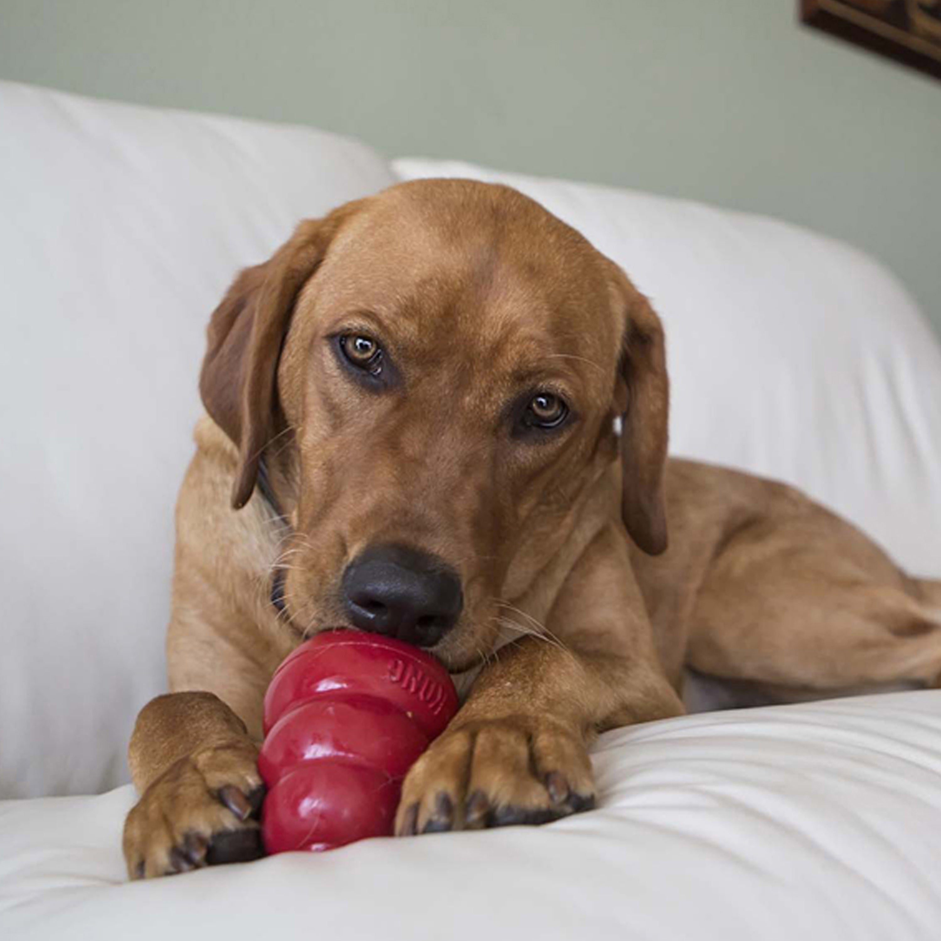 Dog using the KONG Dog Easy Treat Peanut Butter