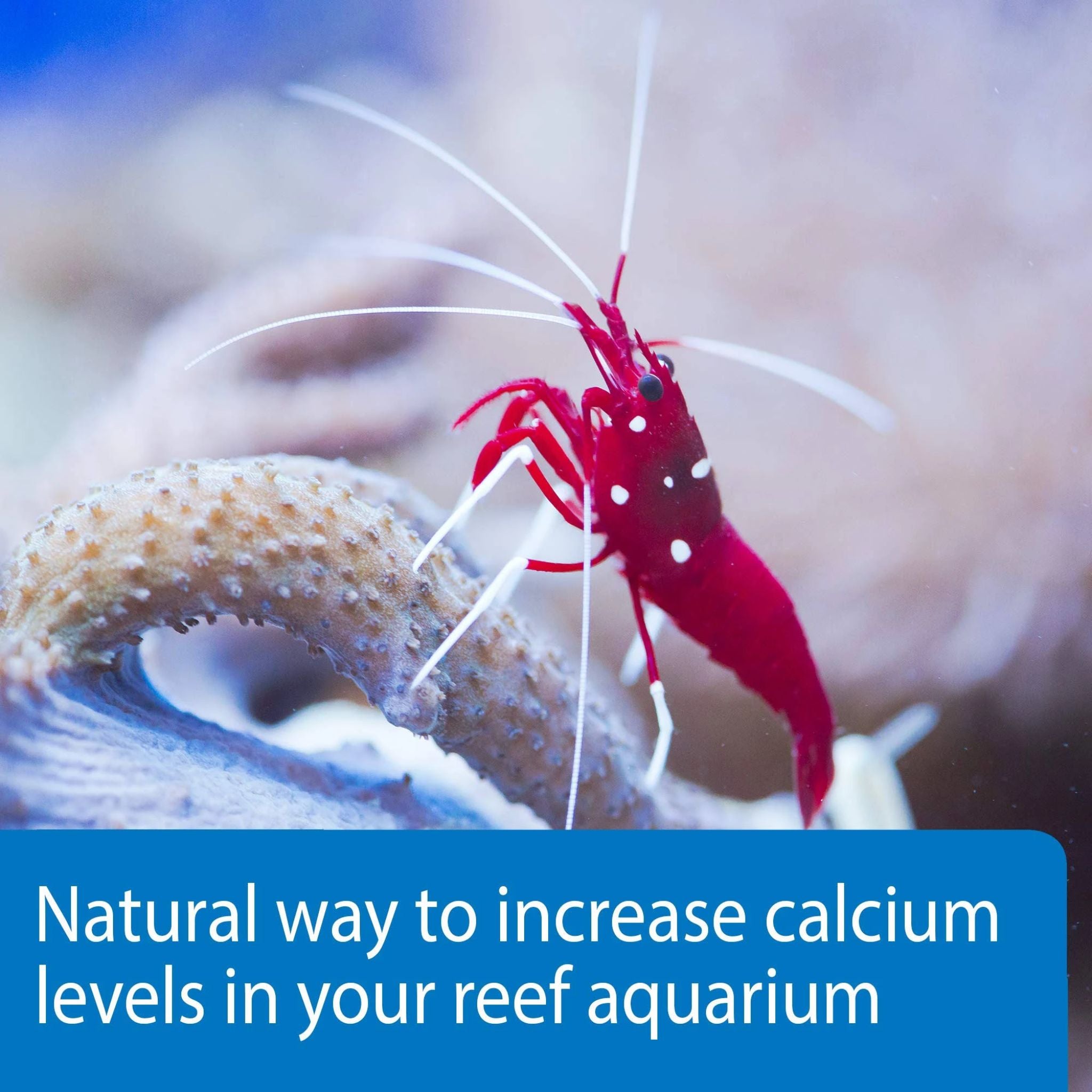 API Marine Calcium