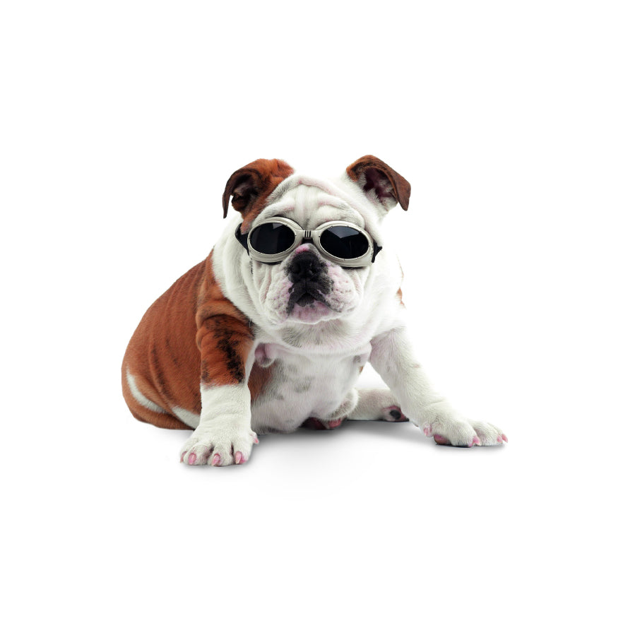 DLC laser safety doggles kit for dogs in three sizes