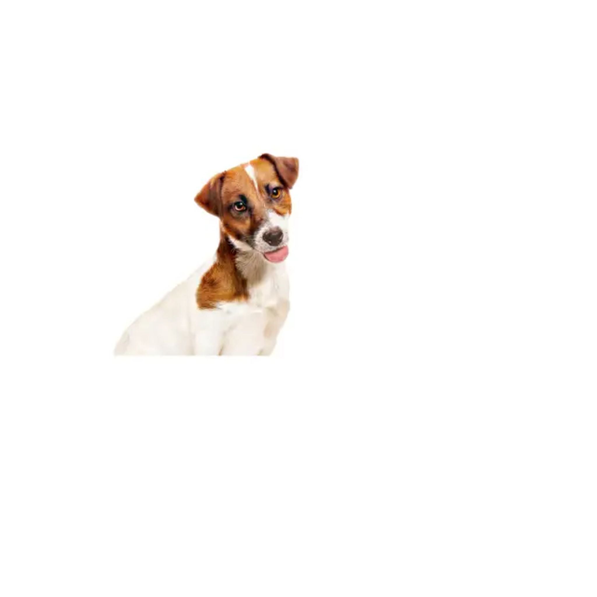 Royal Canin Mini Ageing 8+ Loaf Canned Wet Dog Food