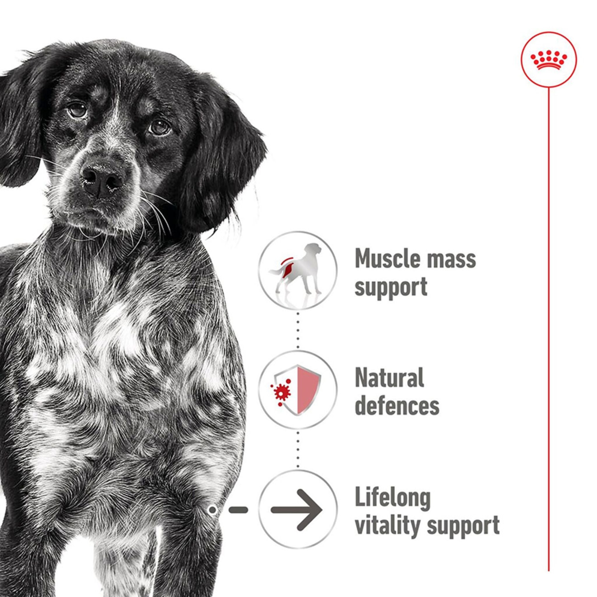 Royal Canin Medium Ageing 7+ Loaf Wet Dog Food Can