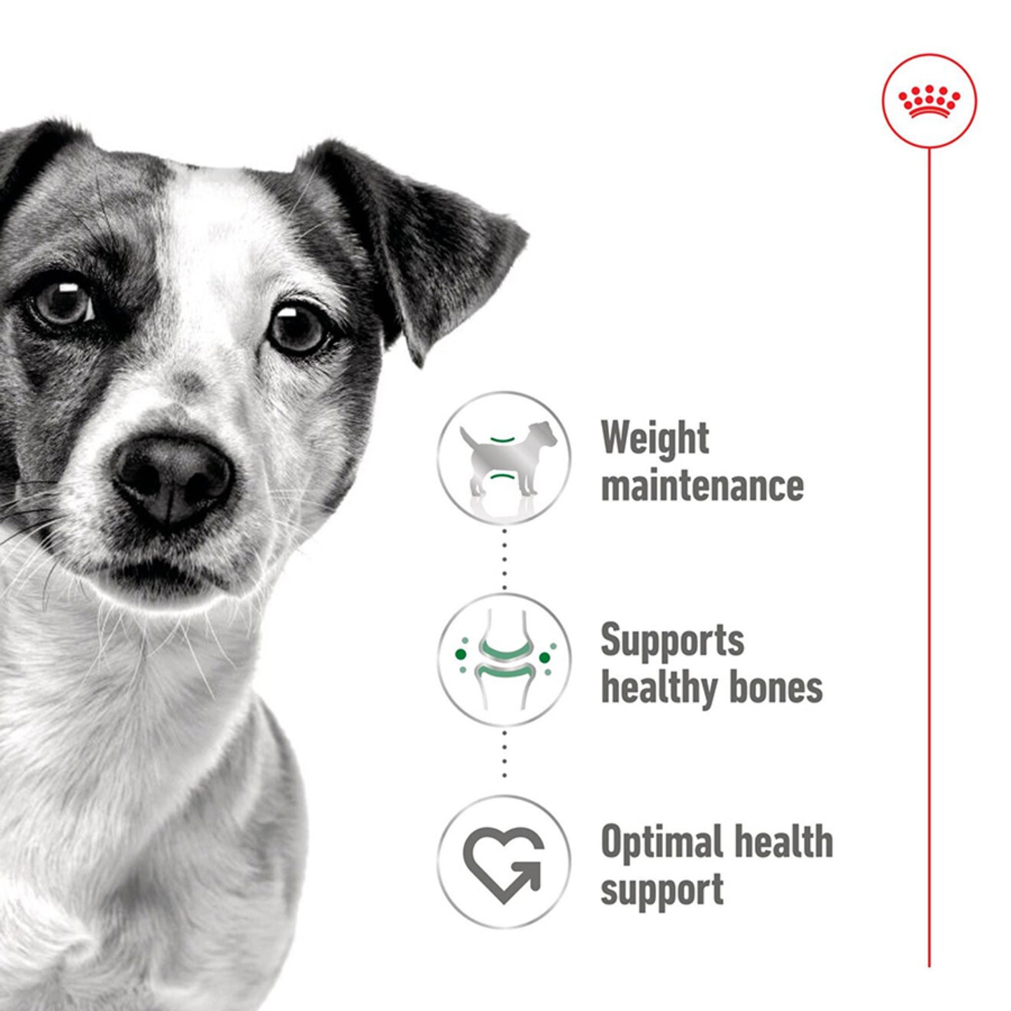 Royal Canin Mini Adult Loaf Canned Wet Dog Food